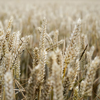 Photo of wild oats