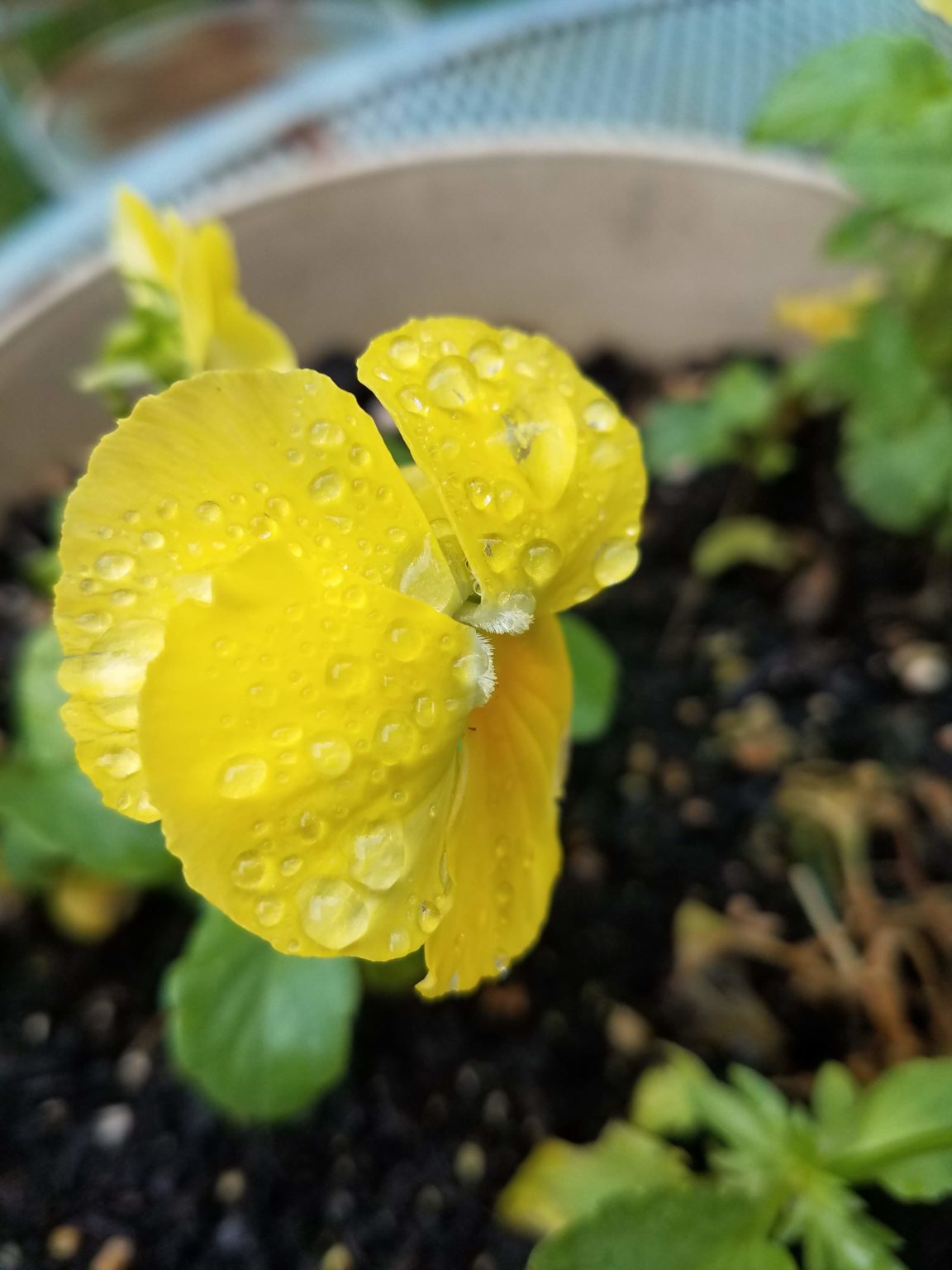 wet flower