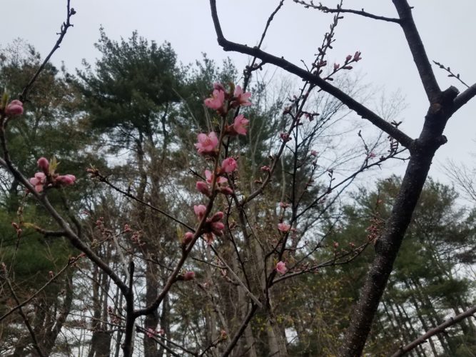 Pink flower buds