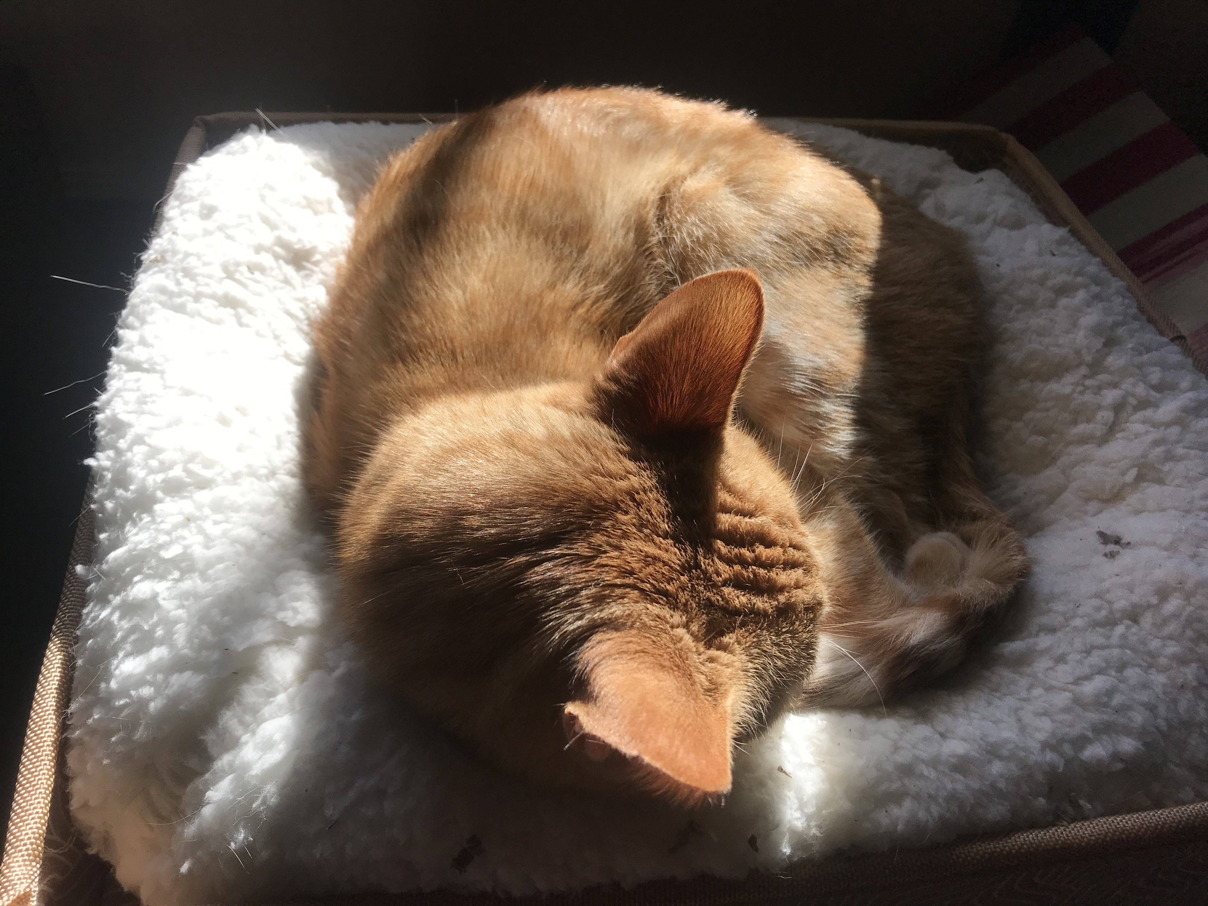 an orange cat sleeping on a white pillow
