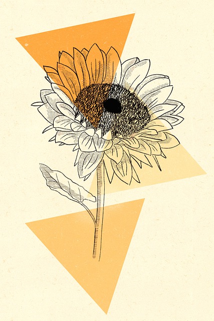 a drawing of the sunflower from
pixabay website