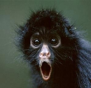 A monkey making a very surpised face