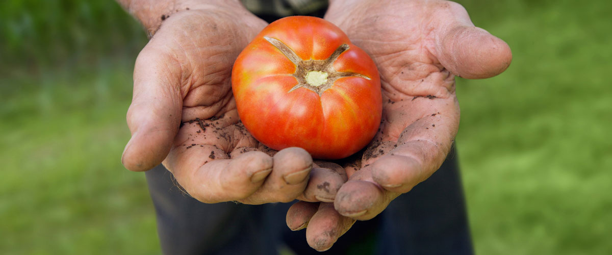 An image of a man's hands holding a tomato