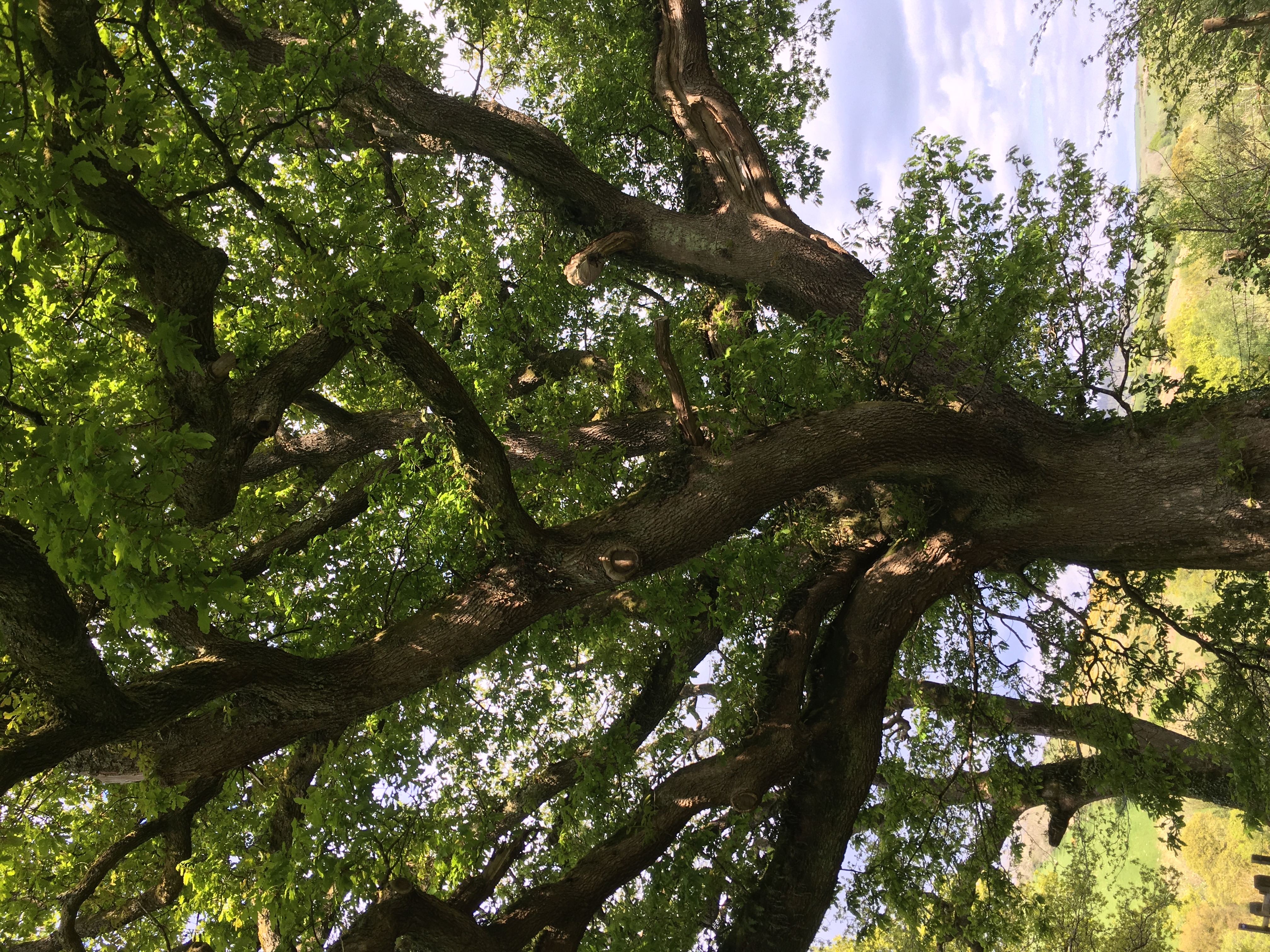 A big tree with twisting branches and bright green leaves.