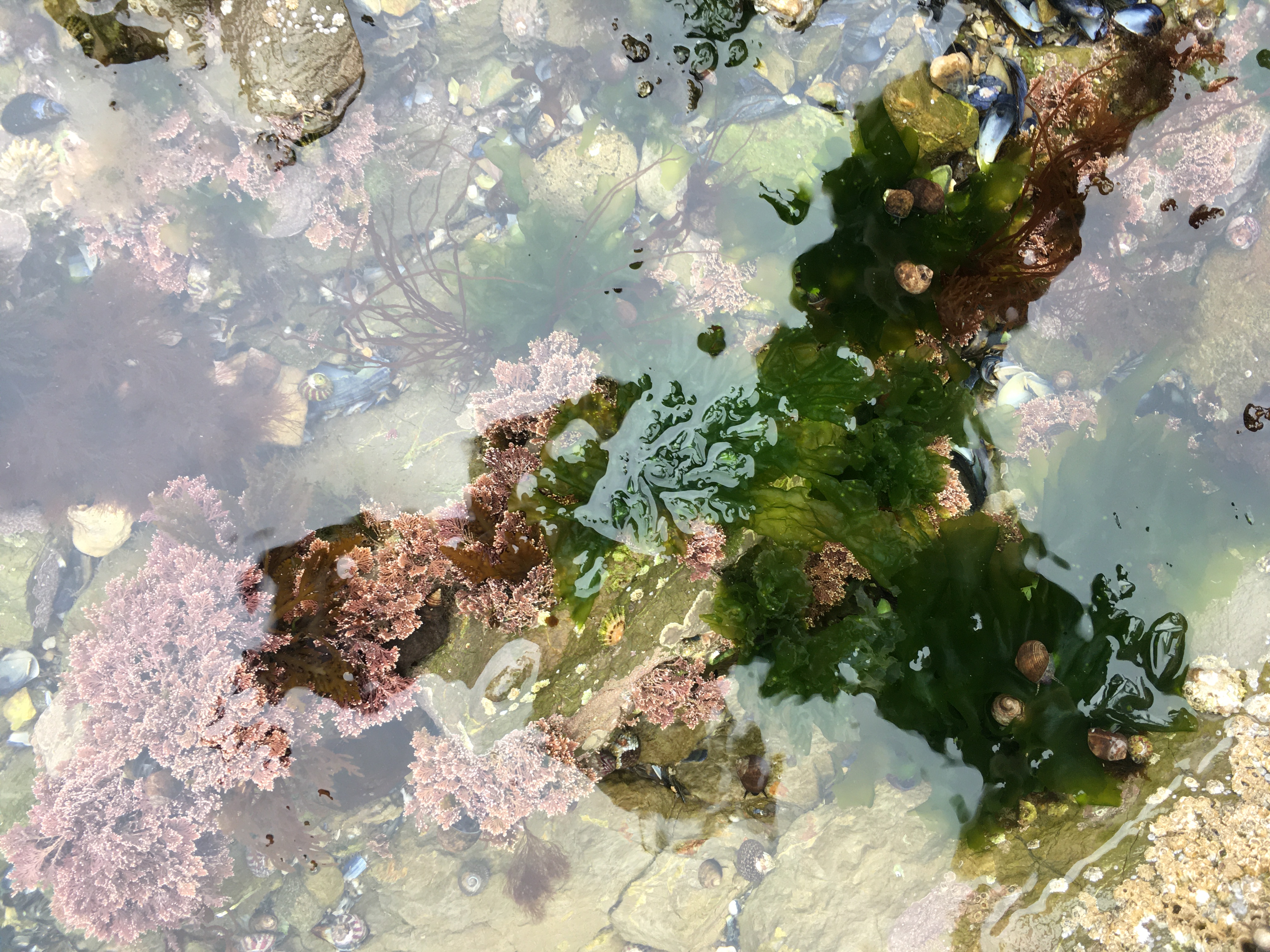 A view of a tidal pool area with snails, barnacles, and seaweed. The view is desaturated except where the shadow of the picture-taker is cast.