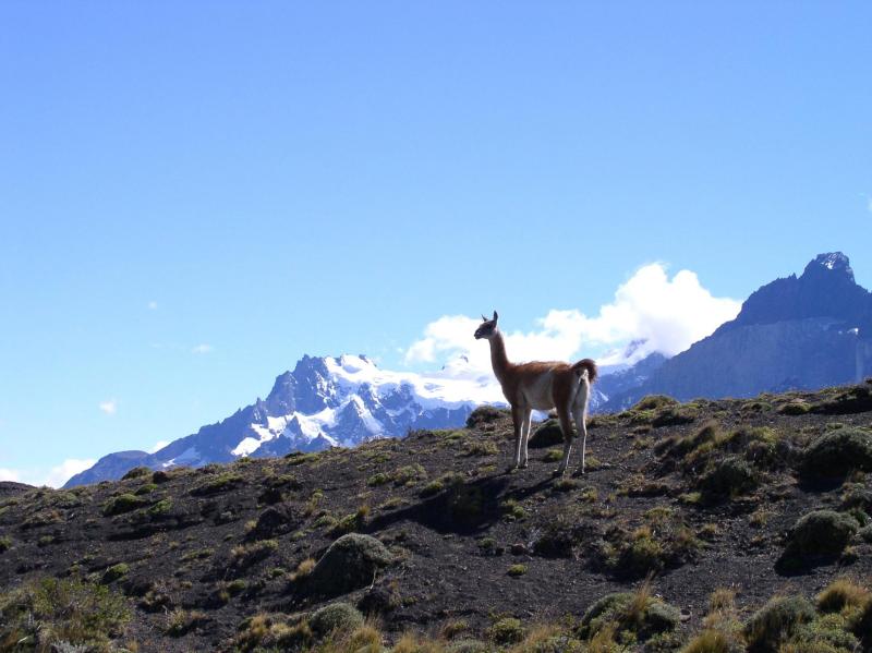 Chile_w_llama