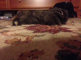 Picture of my rabbit