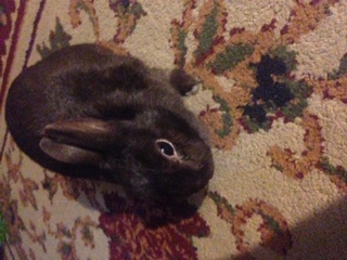 Picture of my rabbit