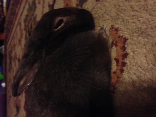 Picture of my rabbit