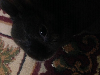 Picture of my rabbit