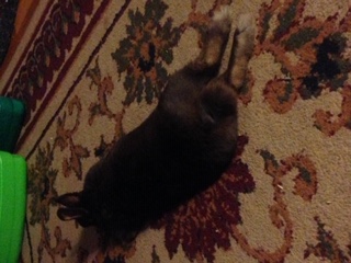 Picture of my rabbit