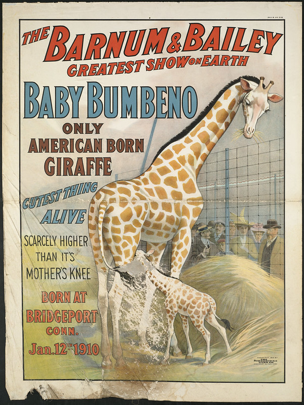 The Barnum & Bailey greatest show on earth : Baby Bumbeno, only American born giraffe, cutest thing alive