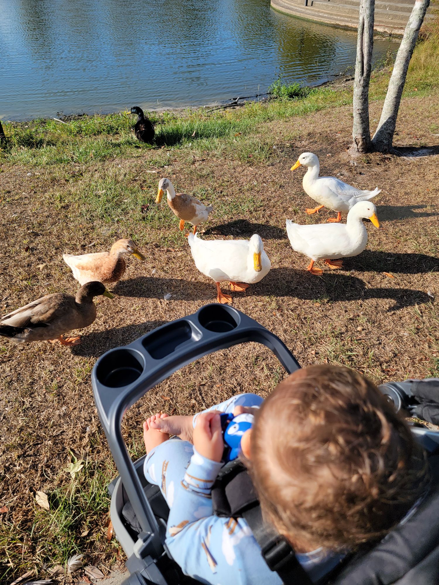 thomas duck watching