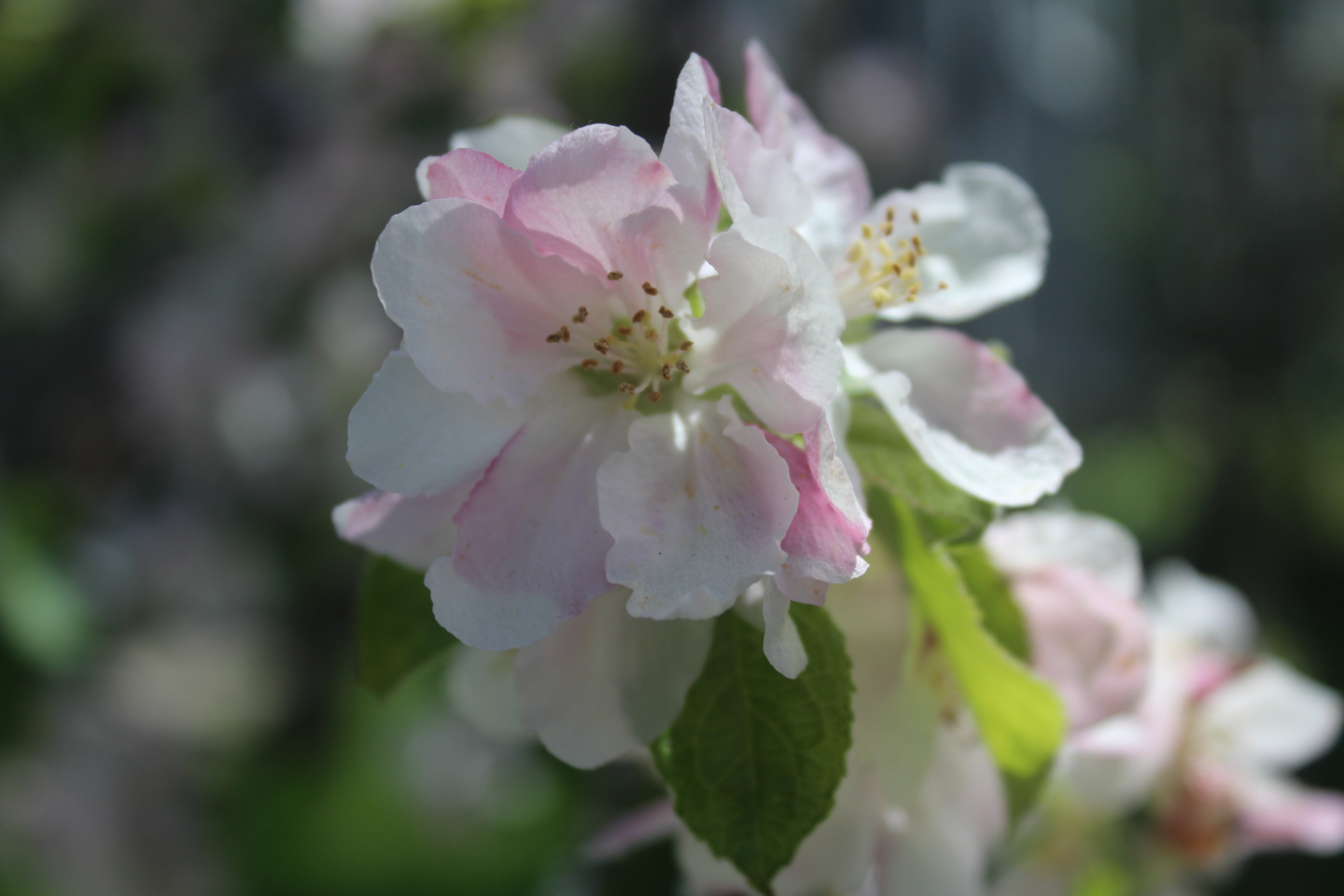 white and pink flower on tree