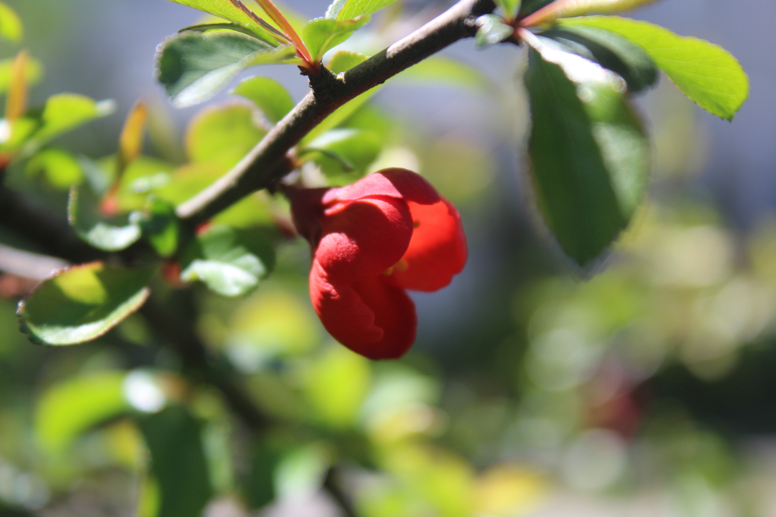 red flower on bush