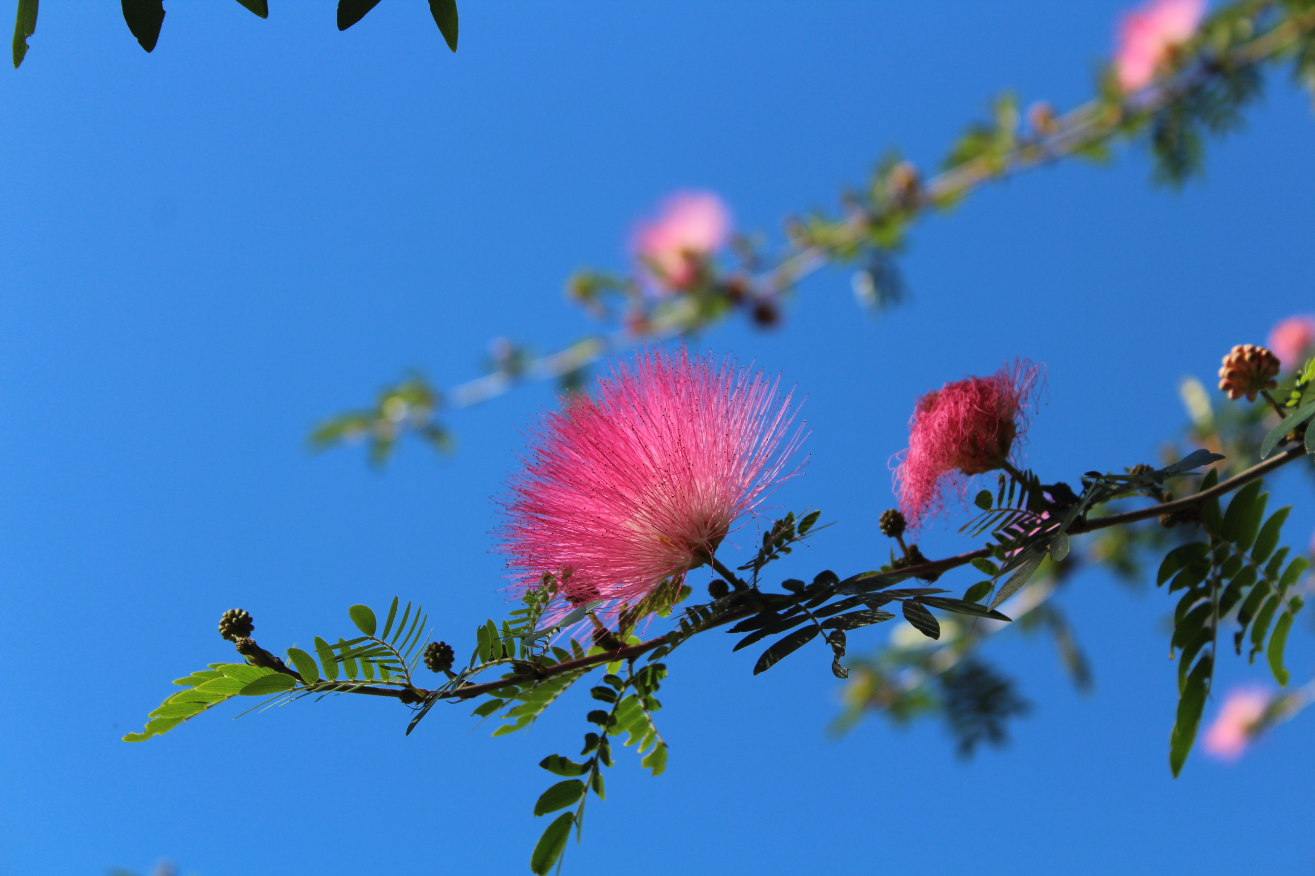  spiky pink flower on tree in front of blue sky