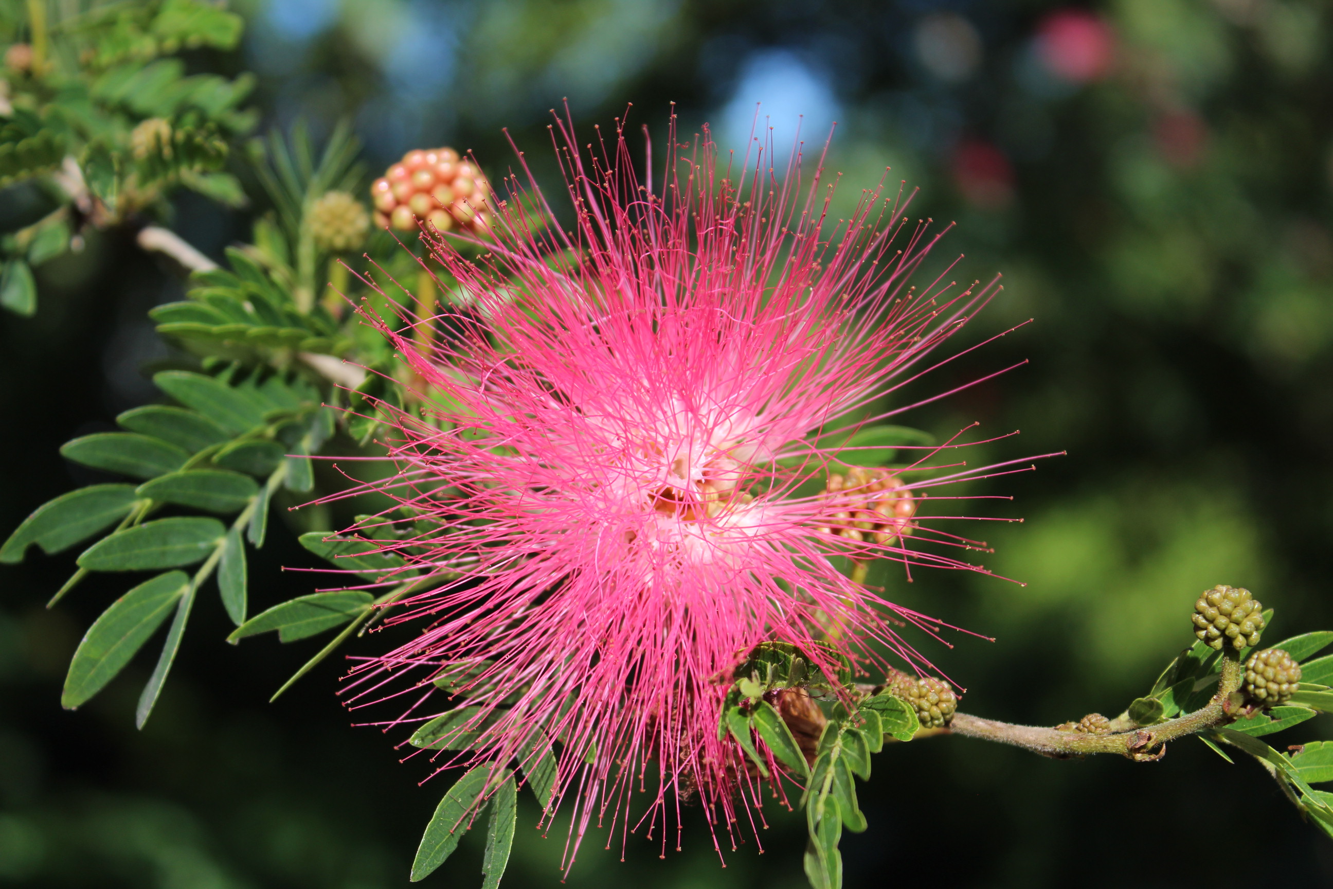 spiky pink flower on tree