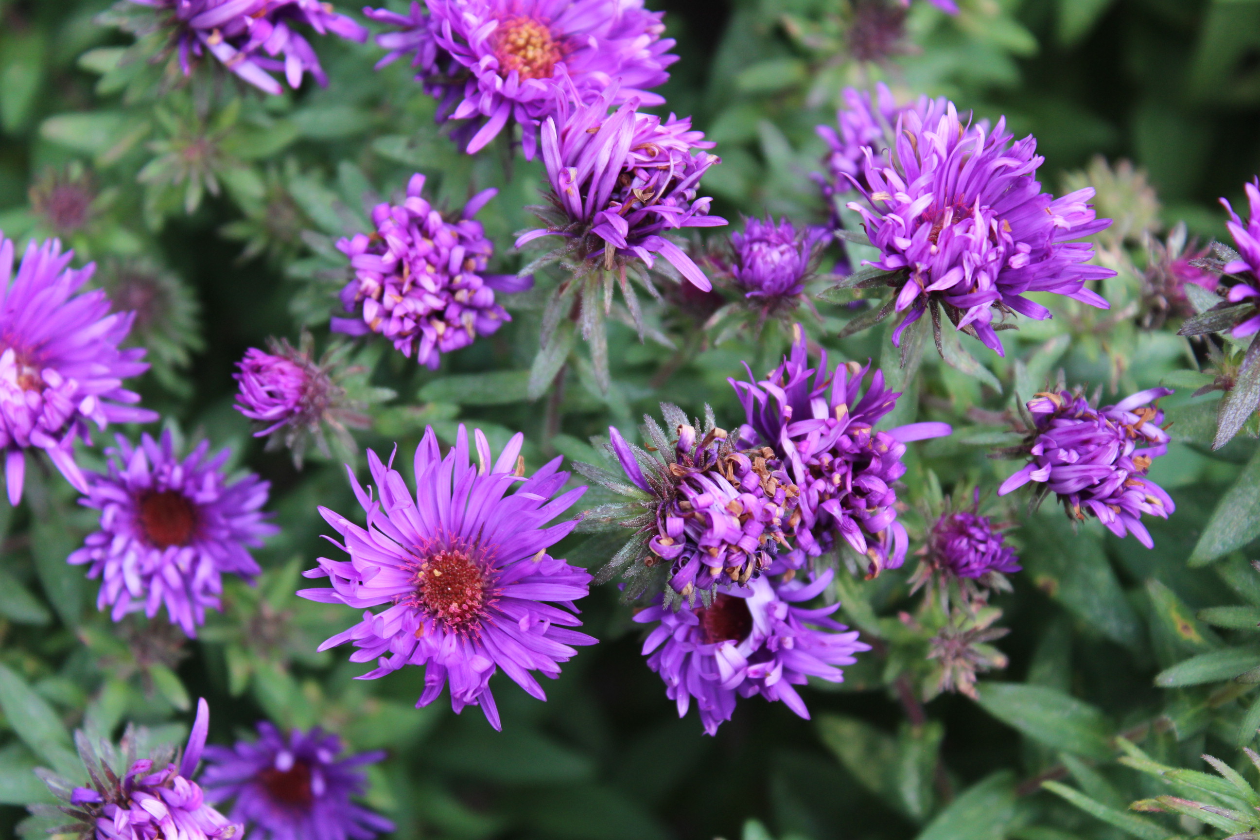 purple flowers