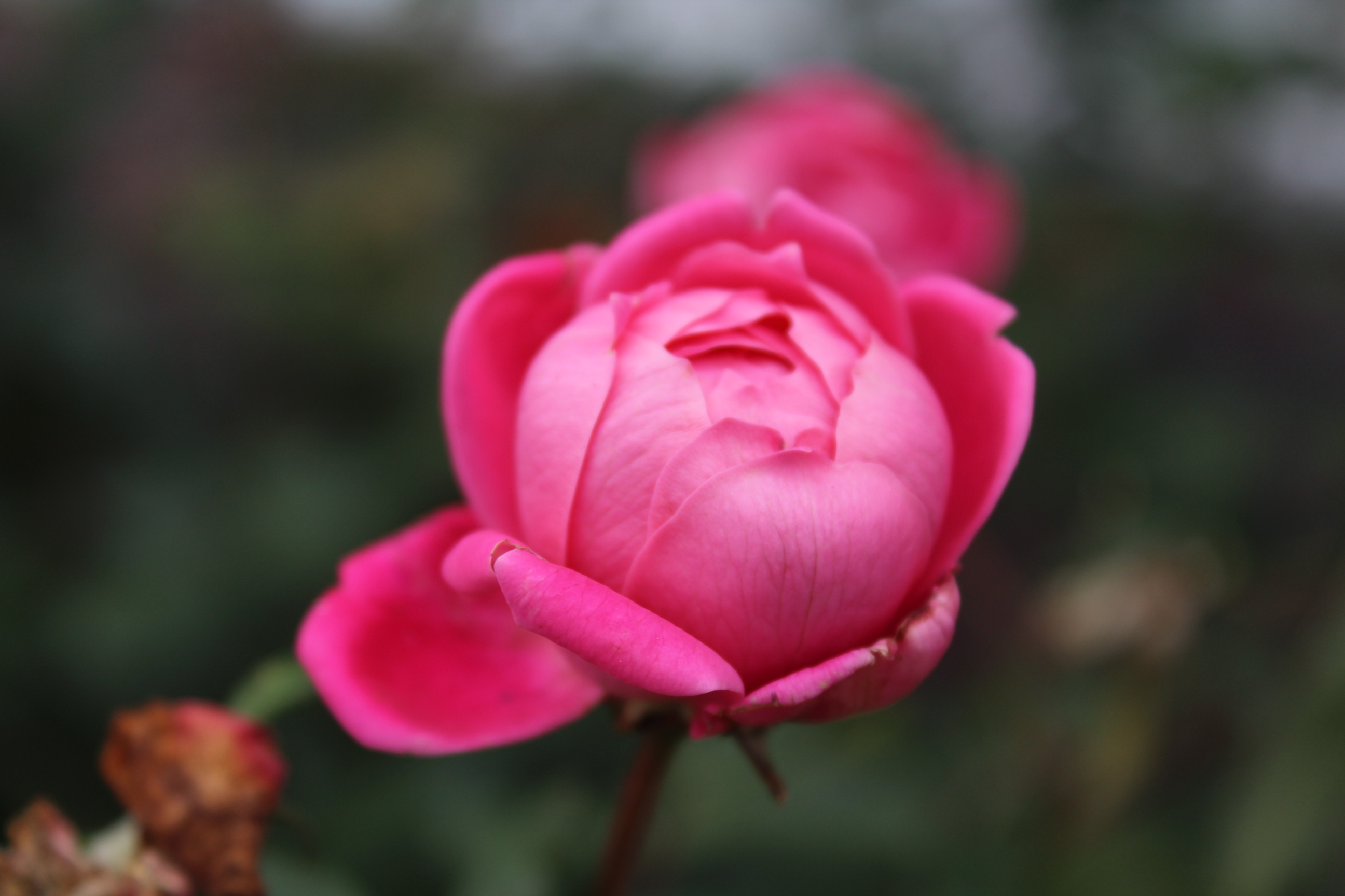 pink flower bud