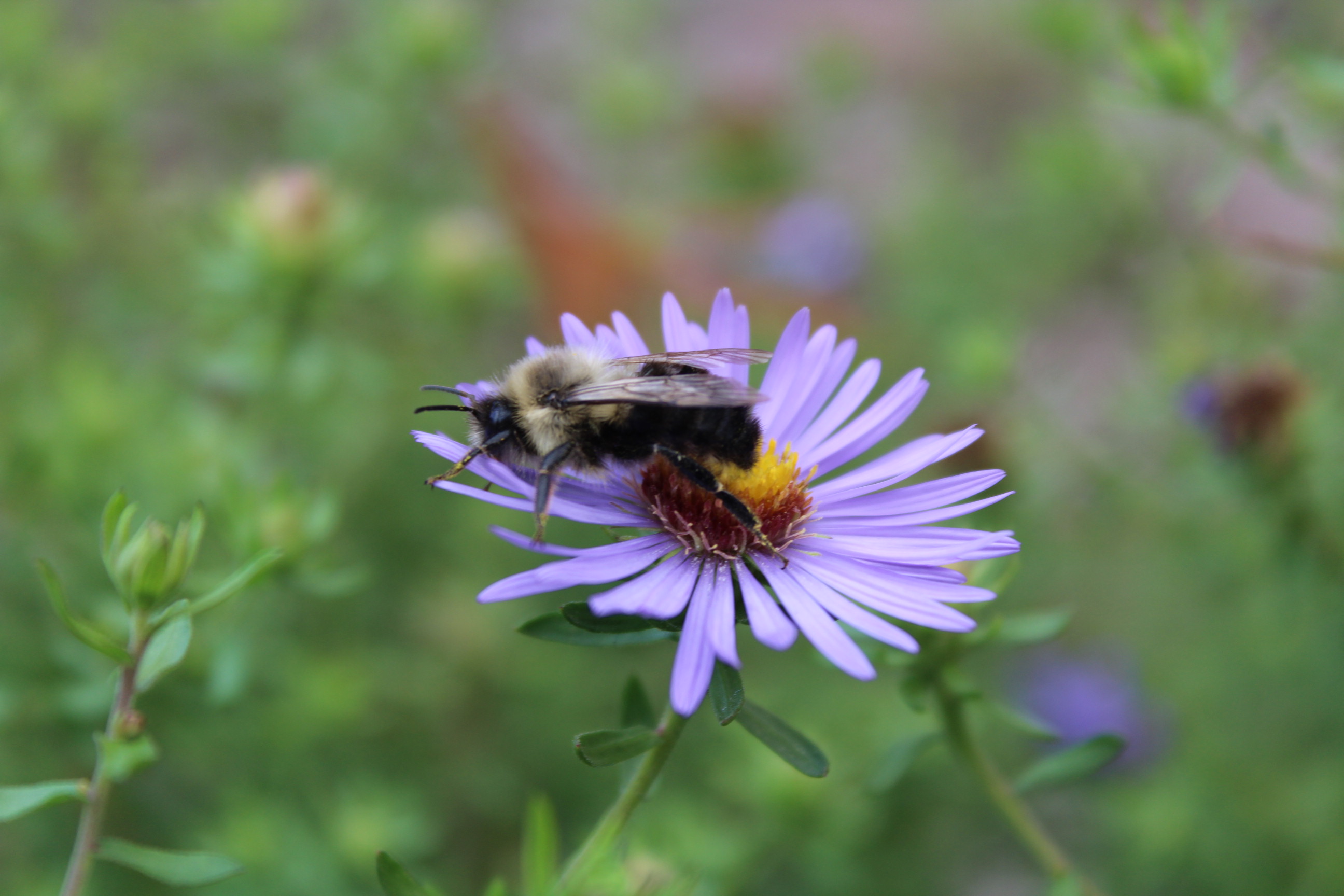 purple flower with bumblebee resting on it