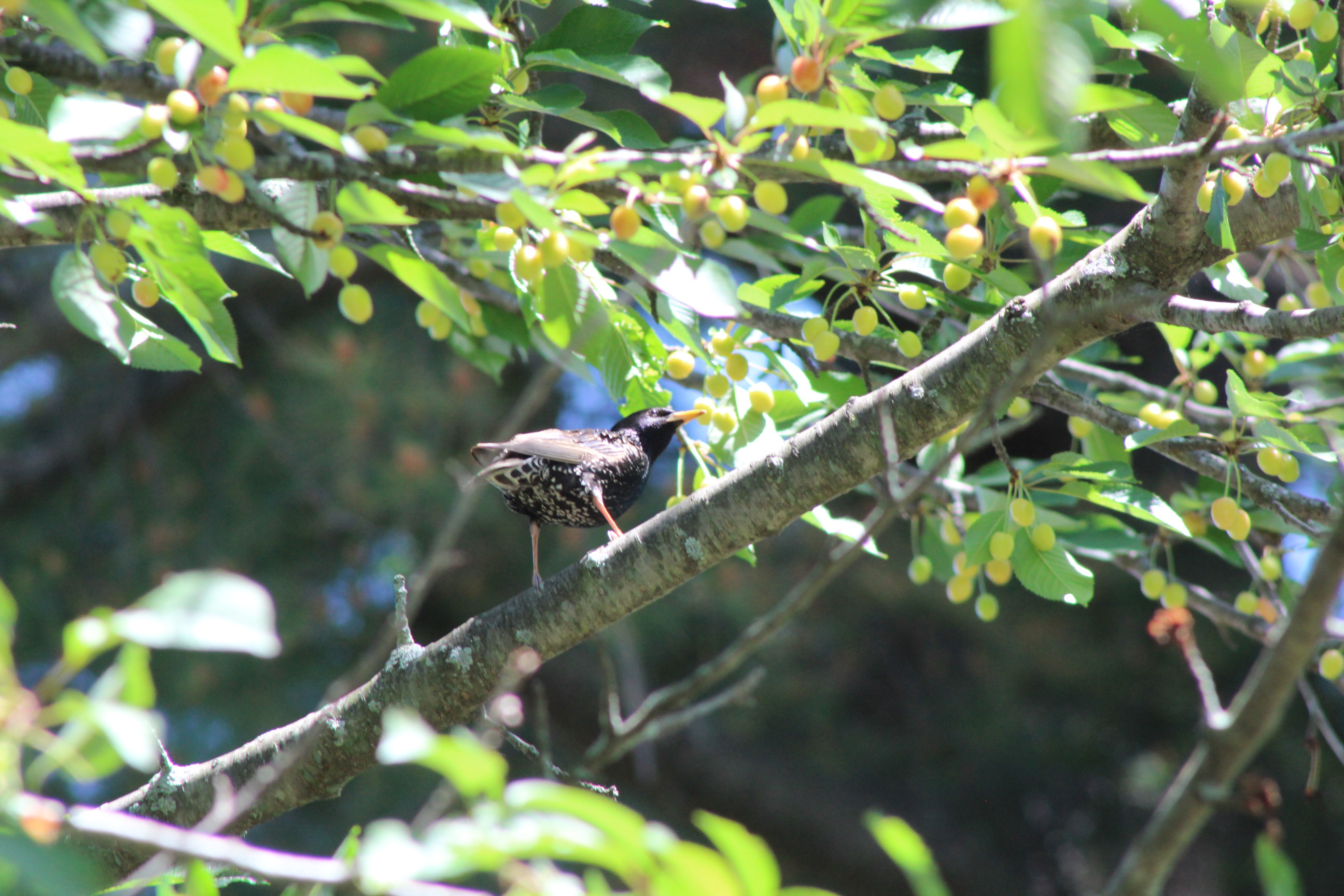 black and white speckled bird on cherry tree branch surrounded by yellow cherries