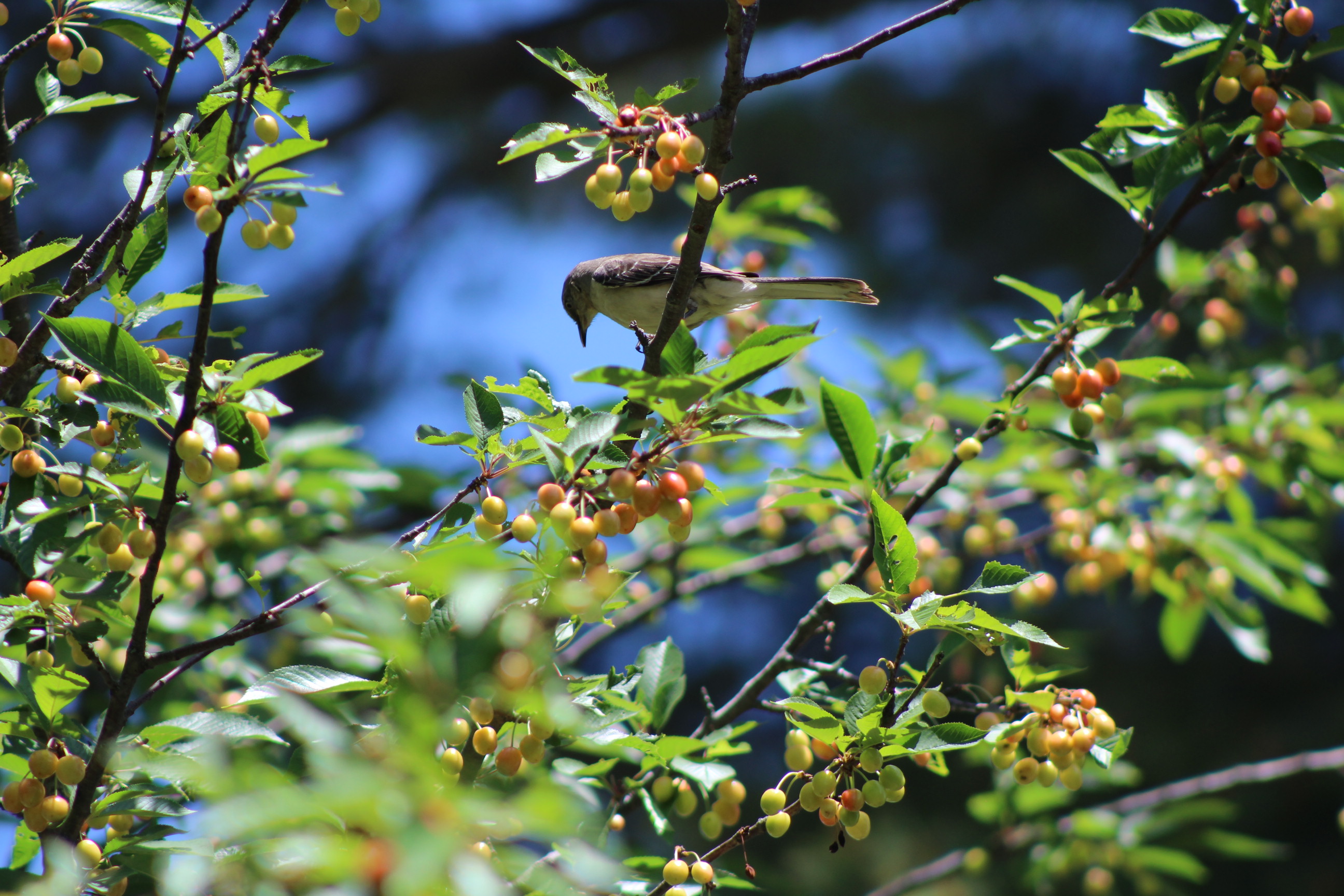 bird on cherry tree looking downwards