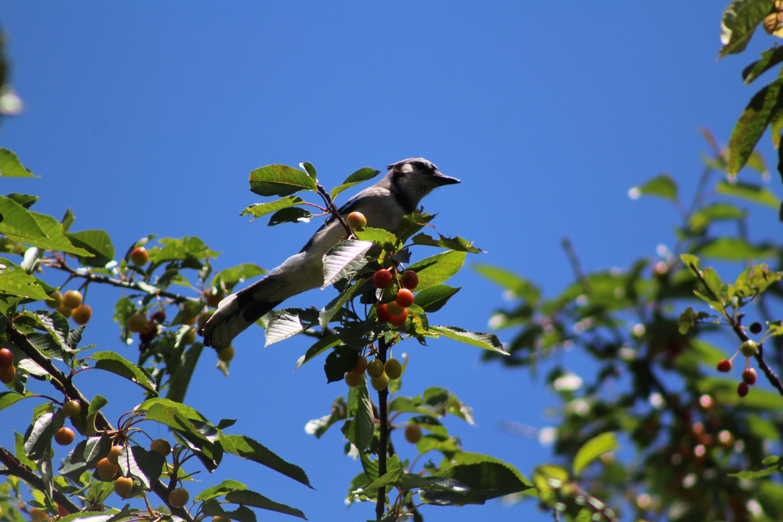 blue jay sitting on tree branch laden with cherries against blue sky