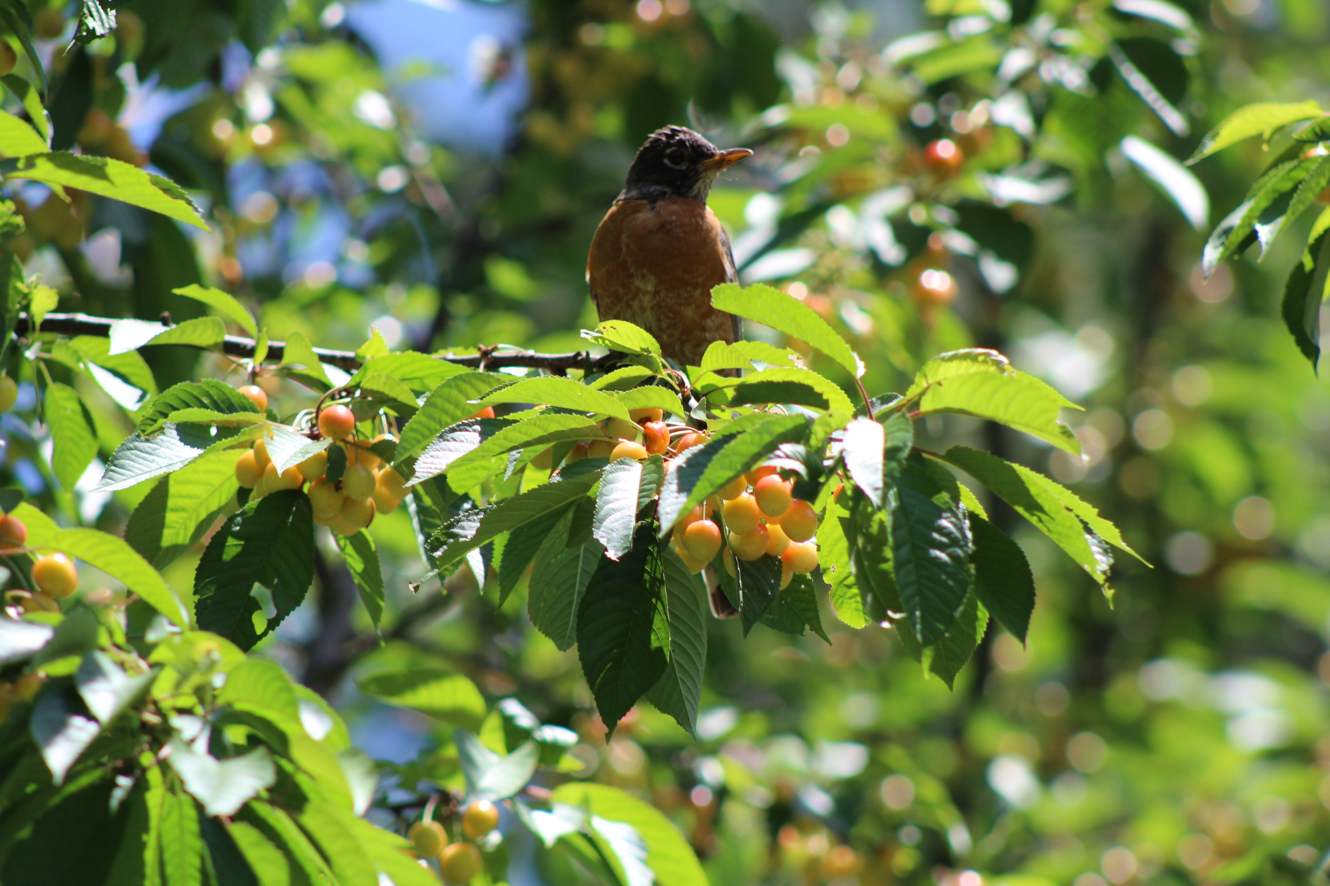 bird with rust-colored chest sitting on cherry tree branch and looking to the side