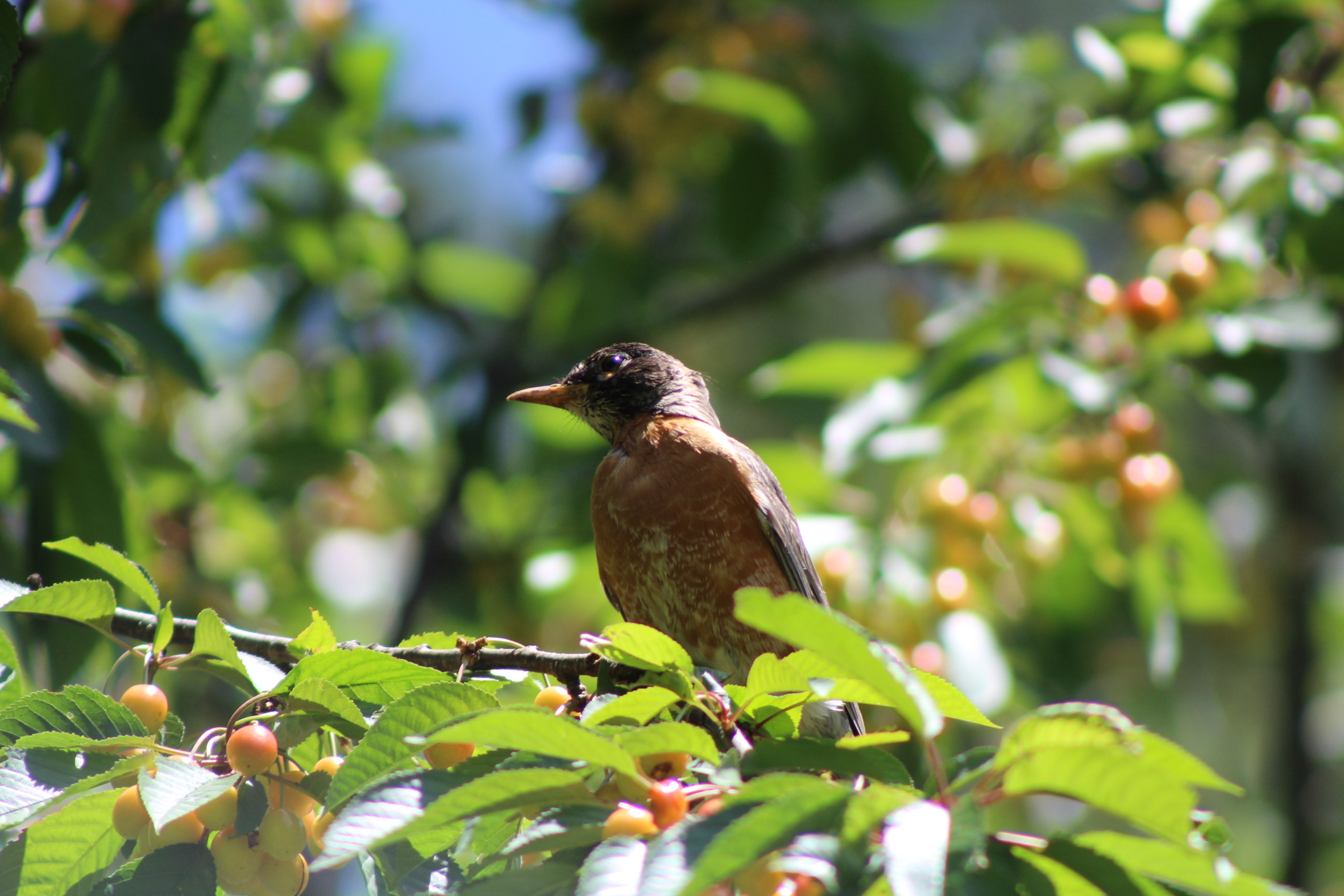 side view of bird with rust-colored chest sitting on cherry tree branch