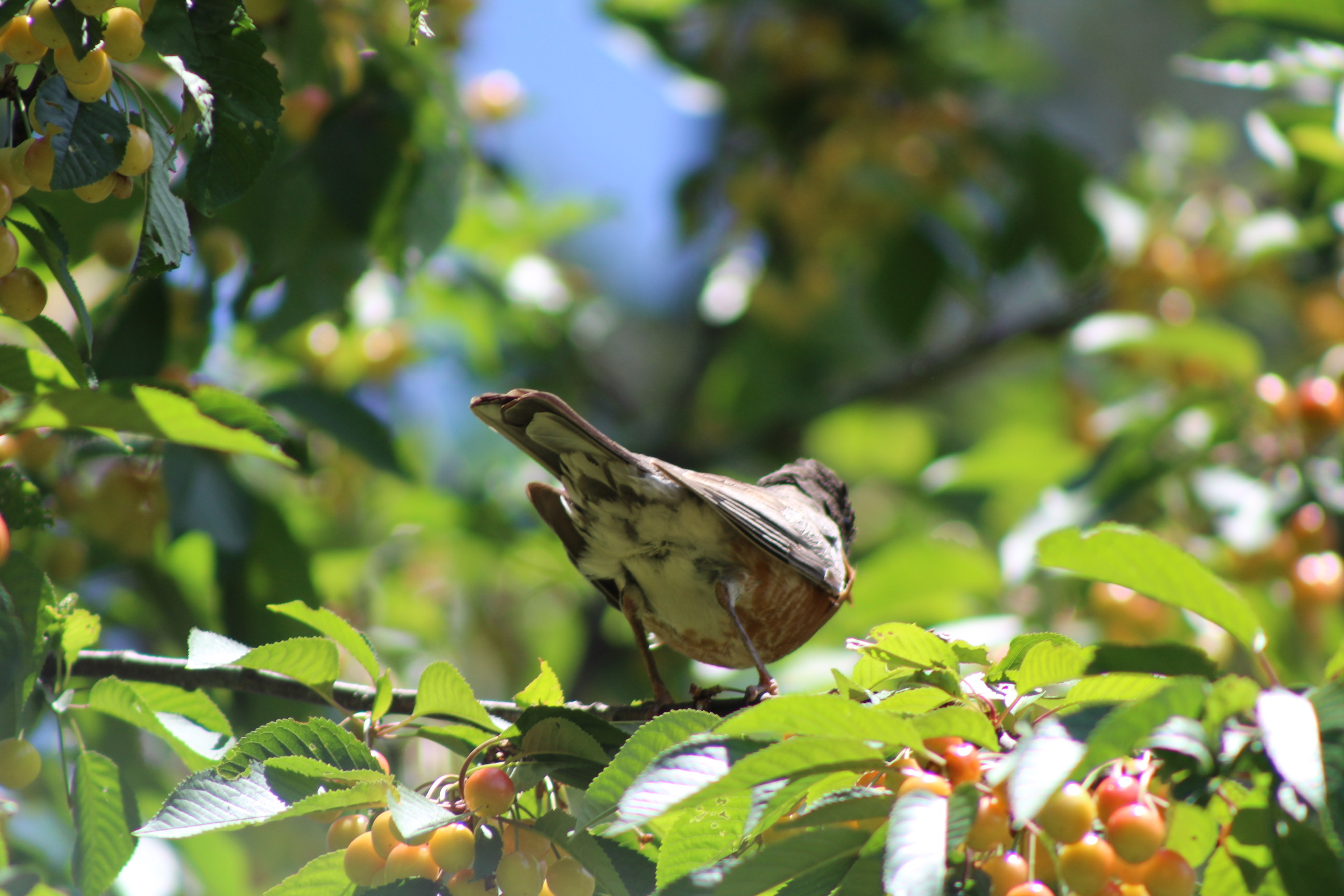 view of back of a bird on a cherry tree branch