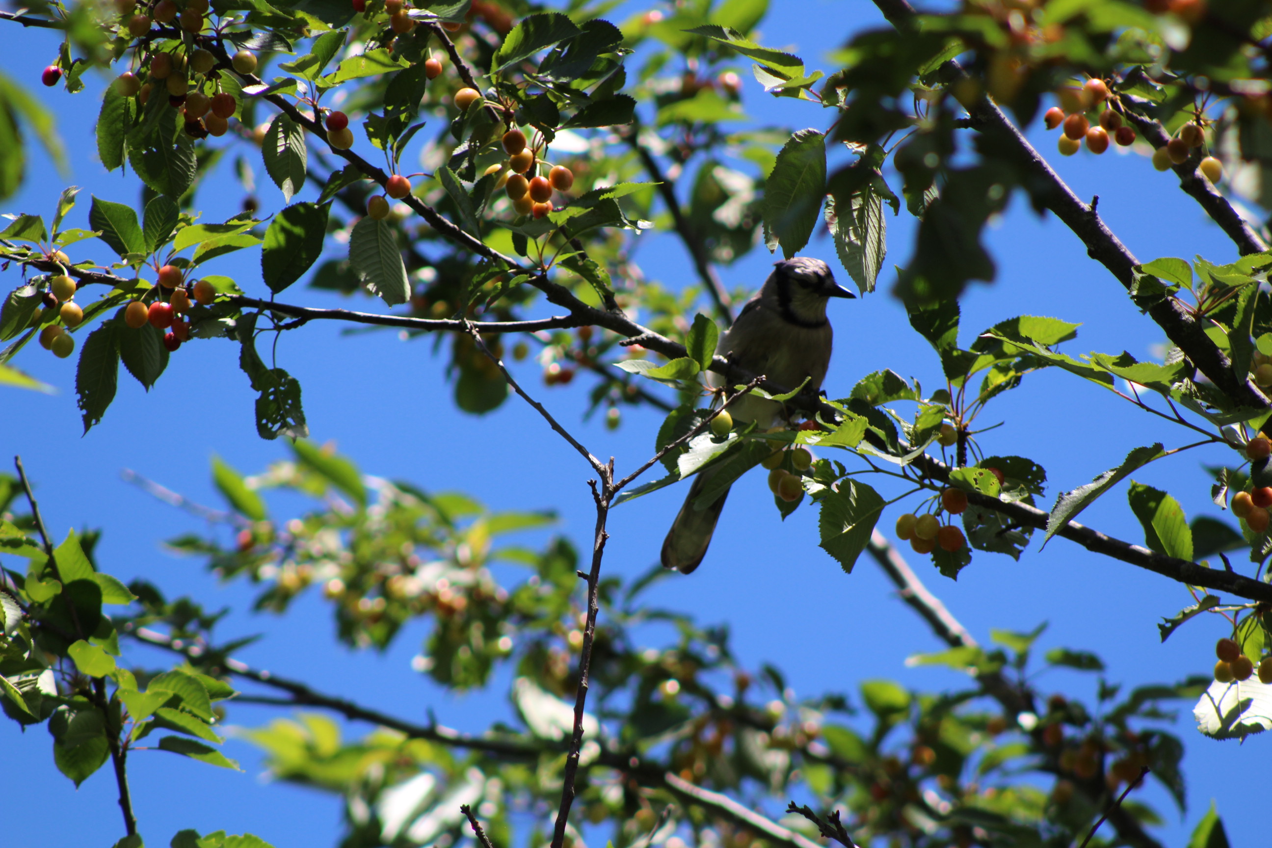 blue jay sitting on a cherry tree with blue sky in the background