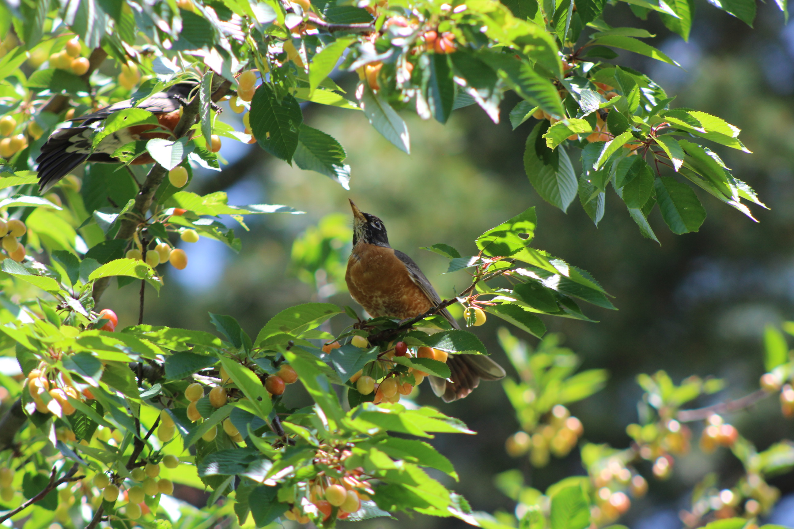 bird on cherry tree branch looking up towards a leaf