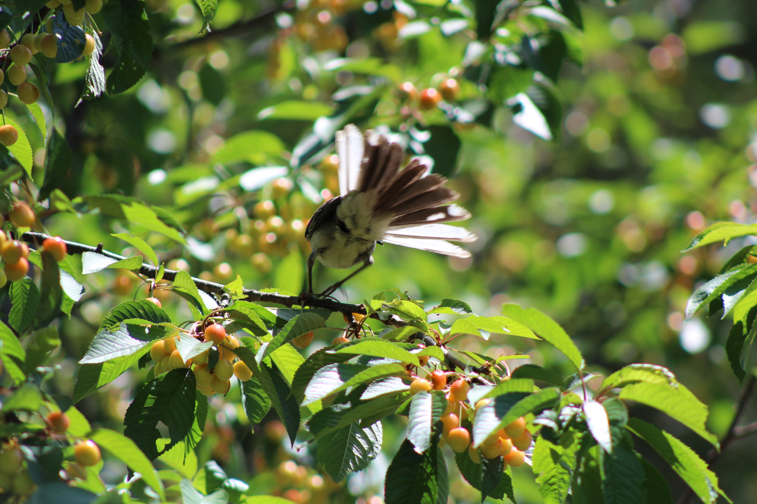 back of a bird mid flight on a cherry tree with tail feathers spread out