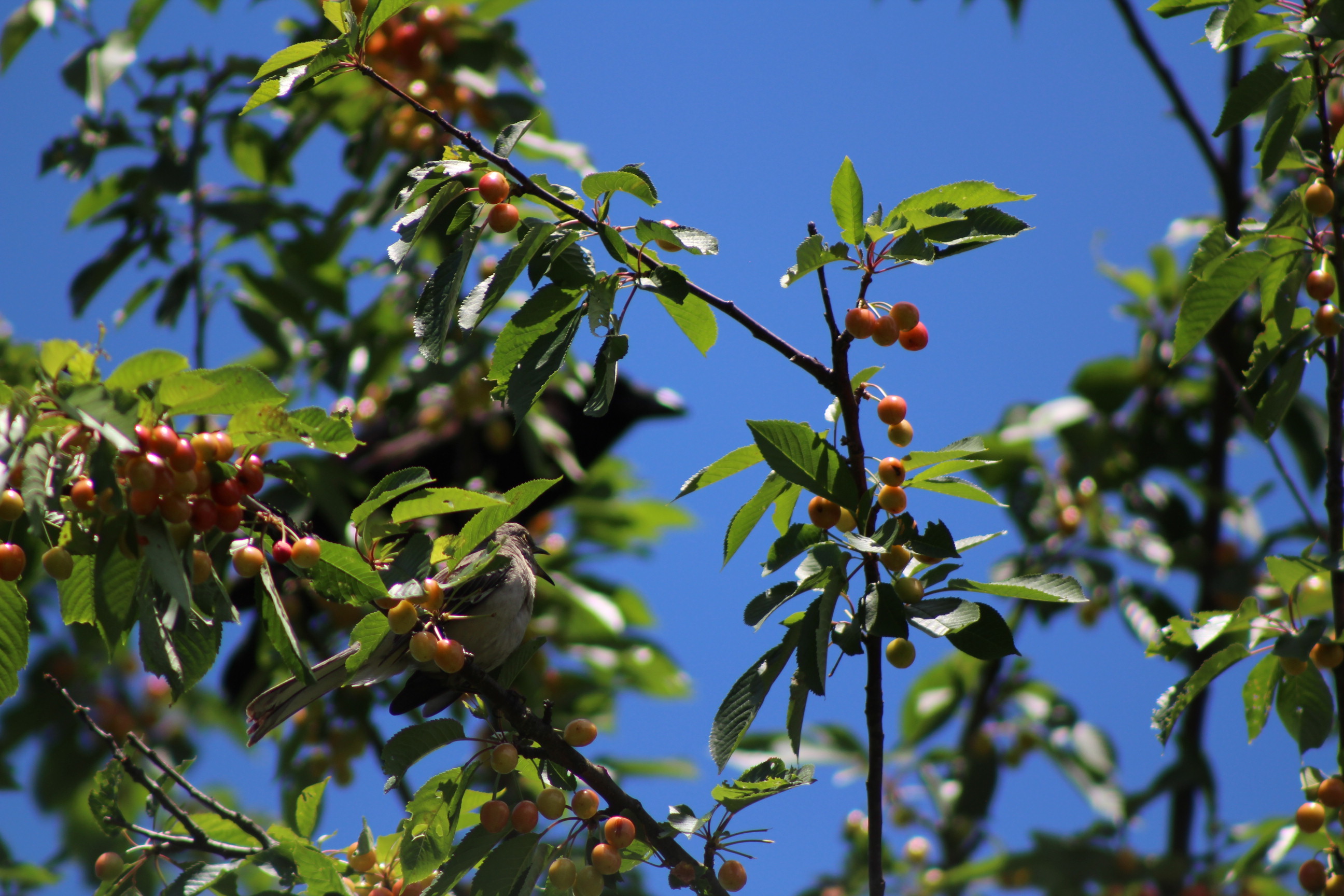 cherry tree against the blue sky with a bird in focus and a large black bird in blurry background