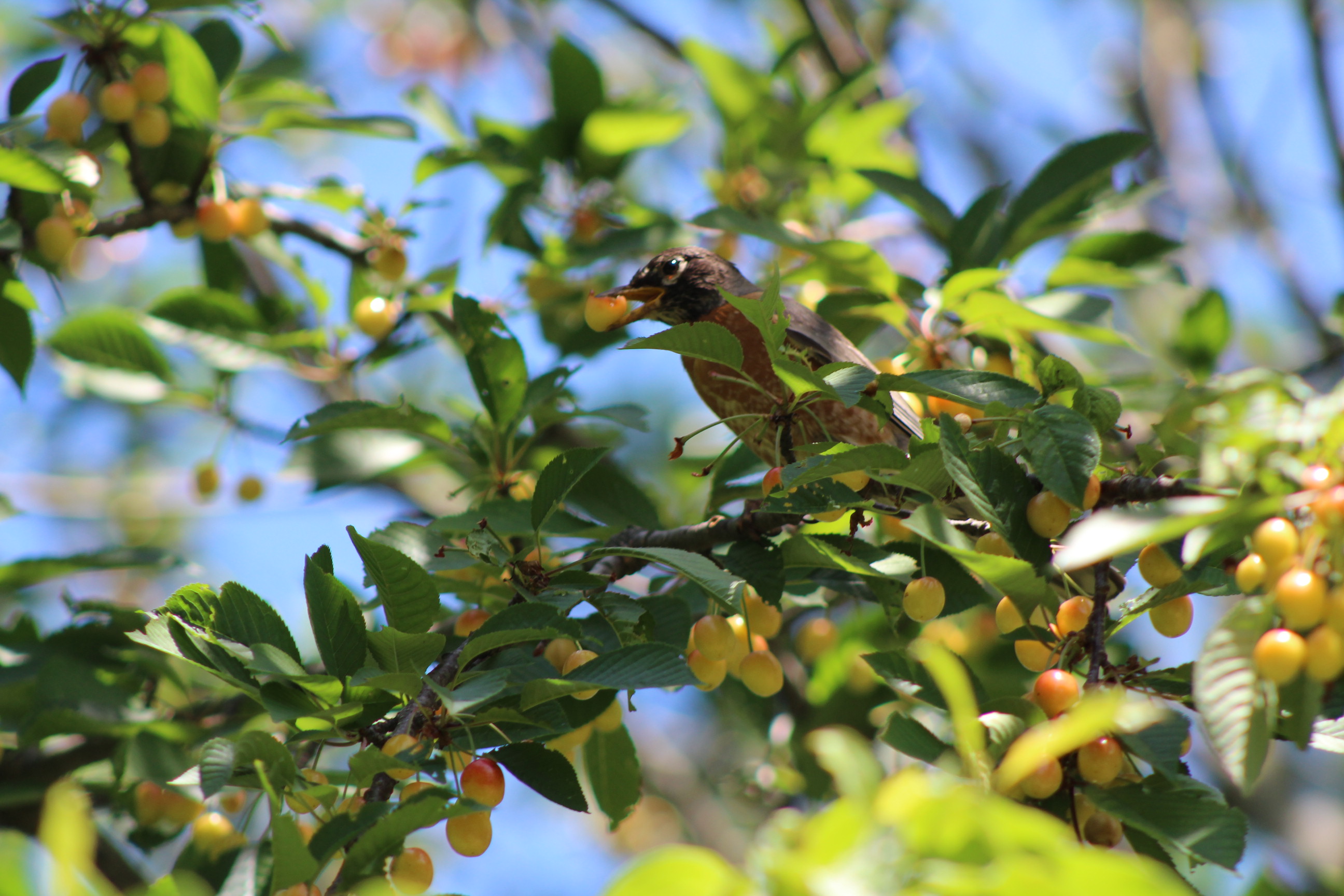 bird with rust-colored chest on cherry tree with partially eaten cherry in beak