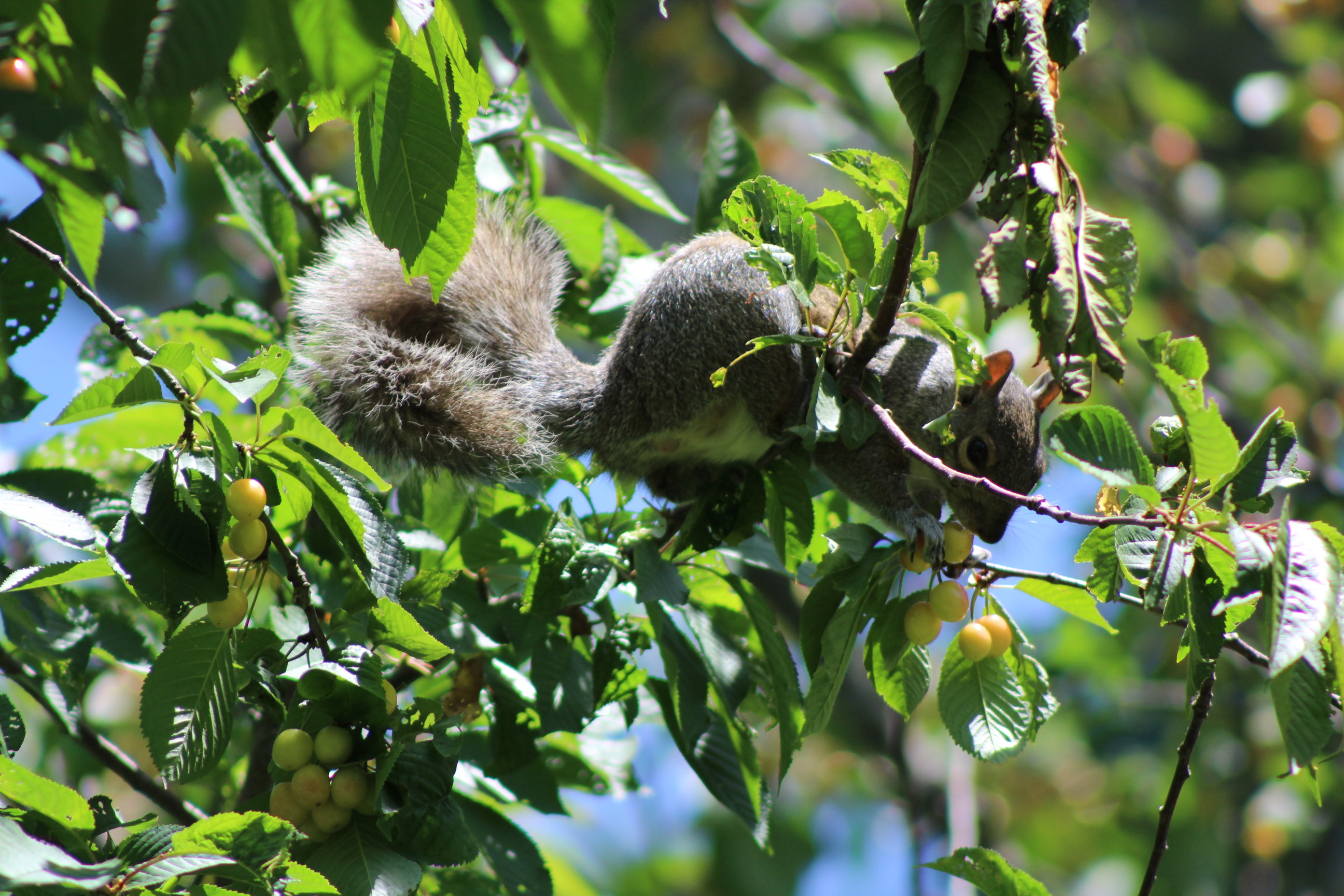 grey squirrel perched on cherry tree branch eating a cherry