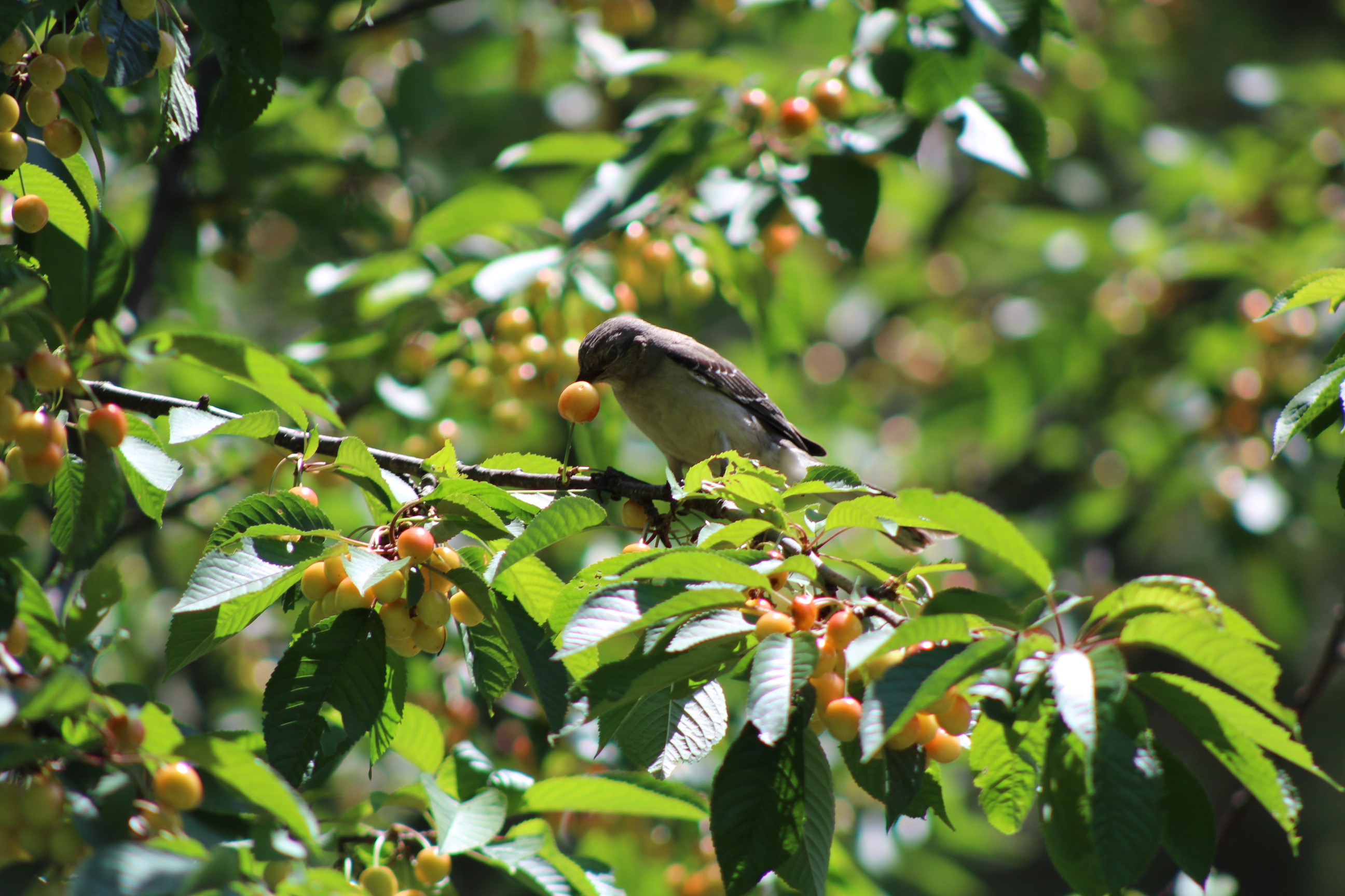 grey and white bird perched on cherry tree holding a cherry with its beak