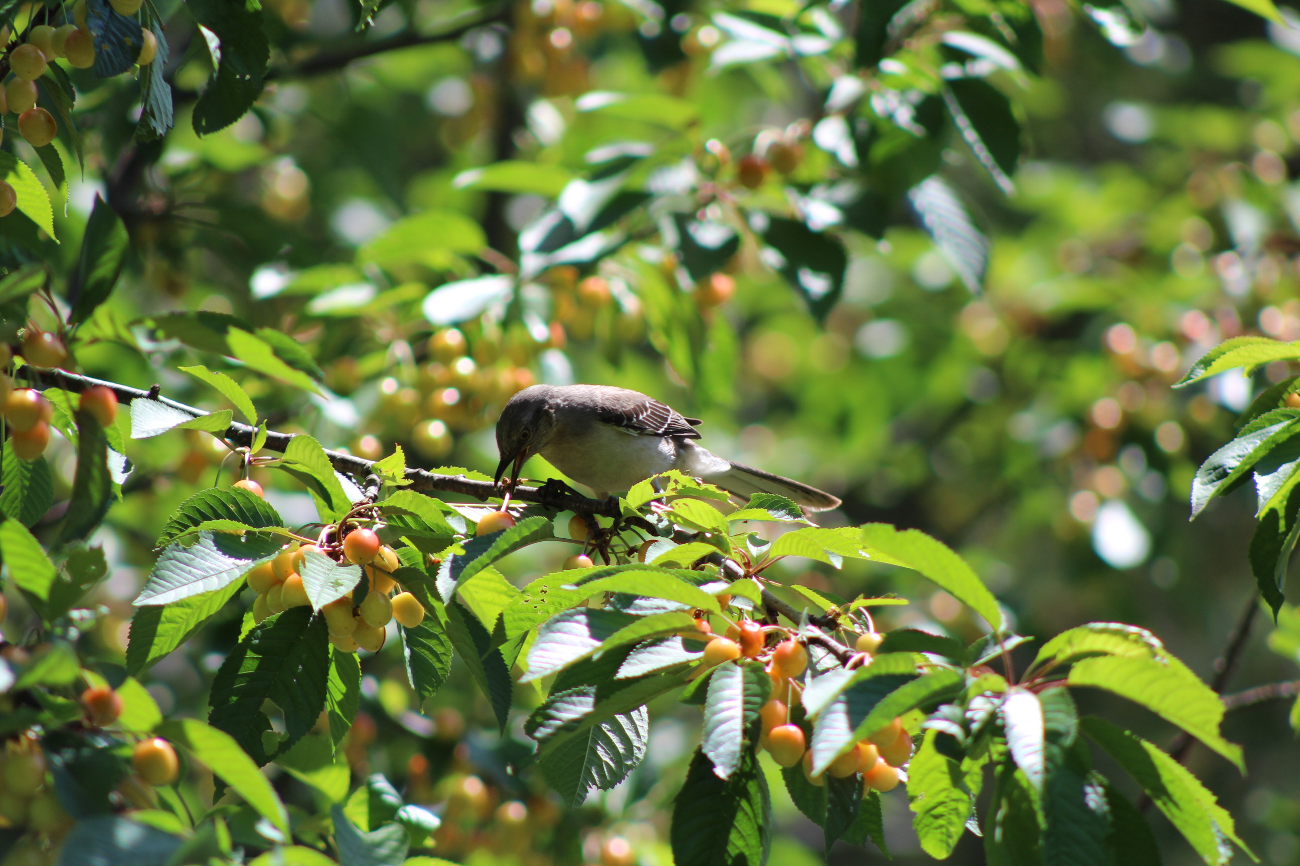 grey and white bird on cherry tree with beak open as it goes to eat a cherry