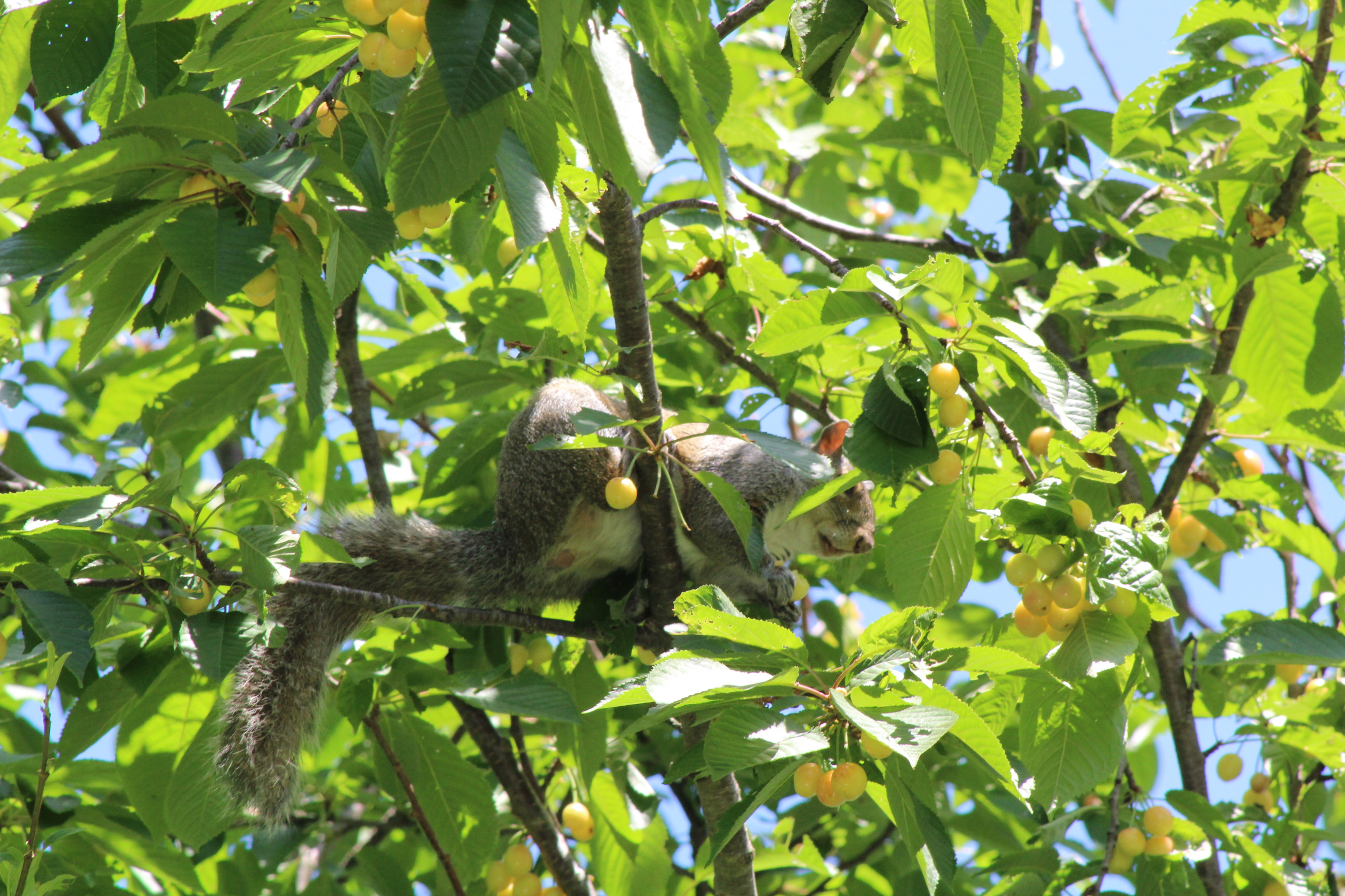 squirrel perched in branches of a cherry tree as it eats a cherry