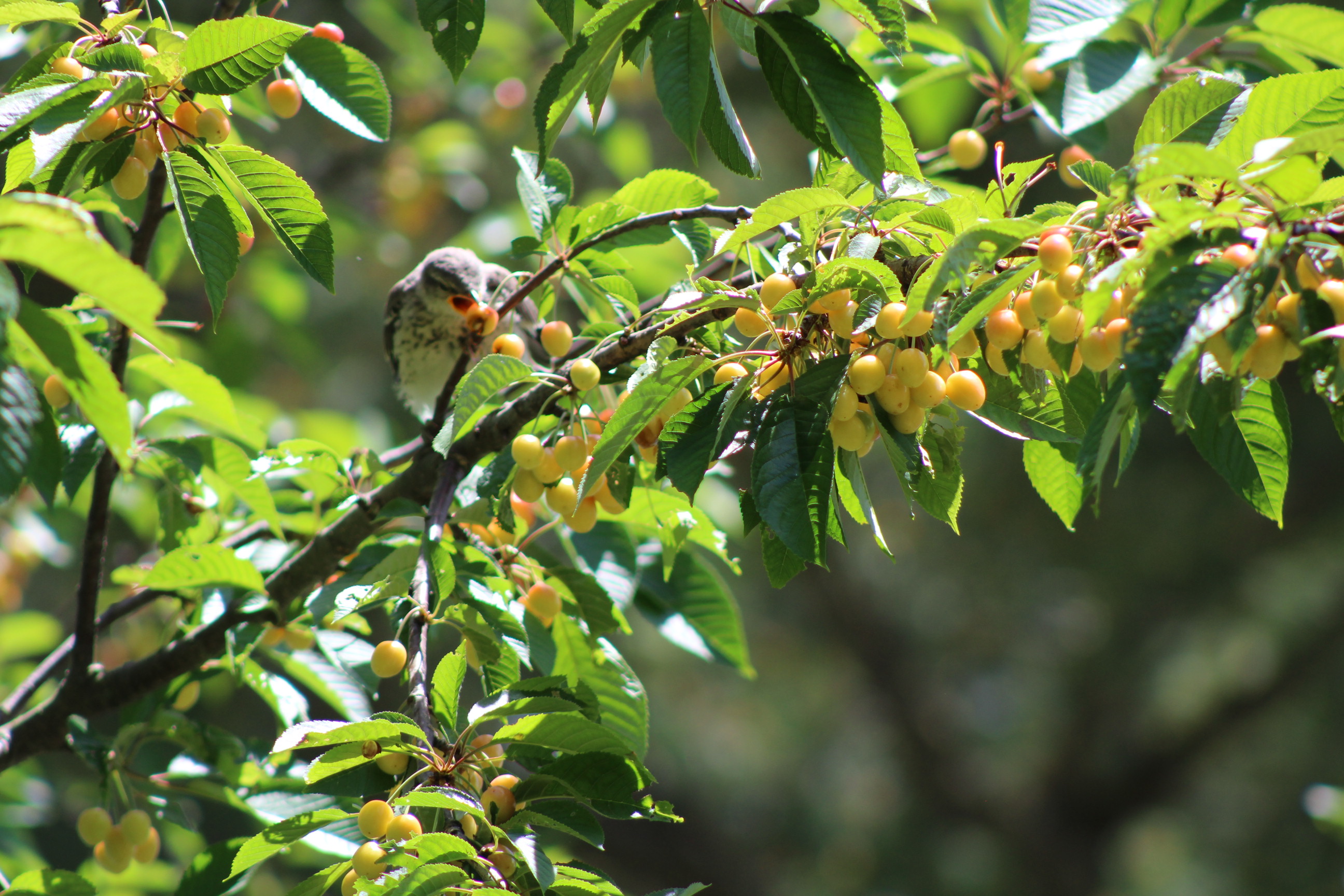 blurry grey bird with beak open as it goes to eat a cherry on a cherry tree