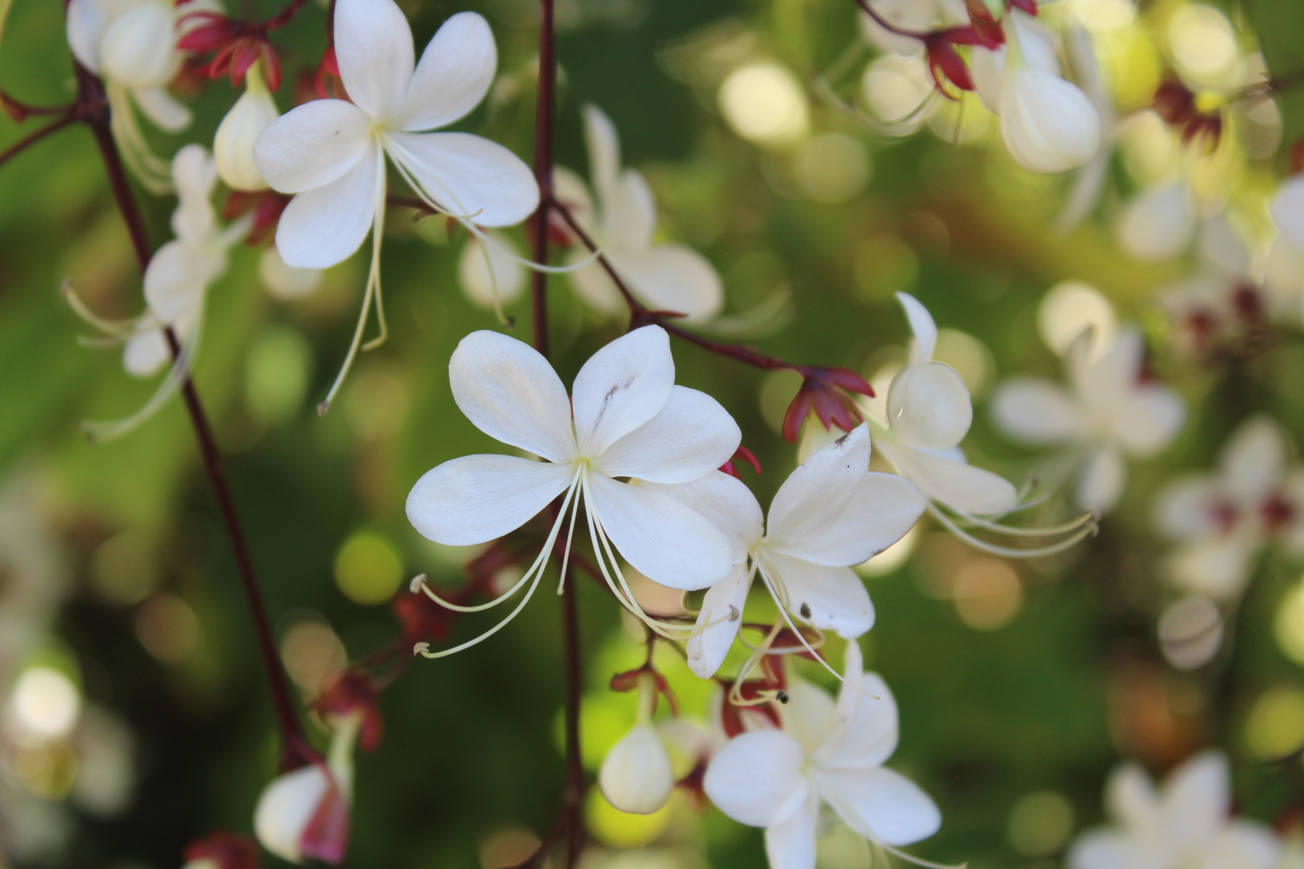 white flowers