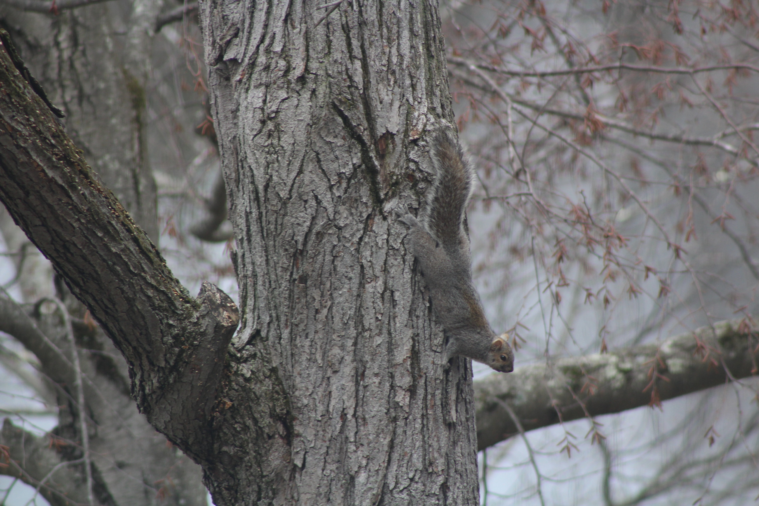 grey squirrel stretched out on trunk of tree in winter