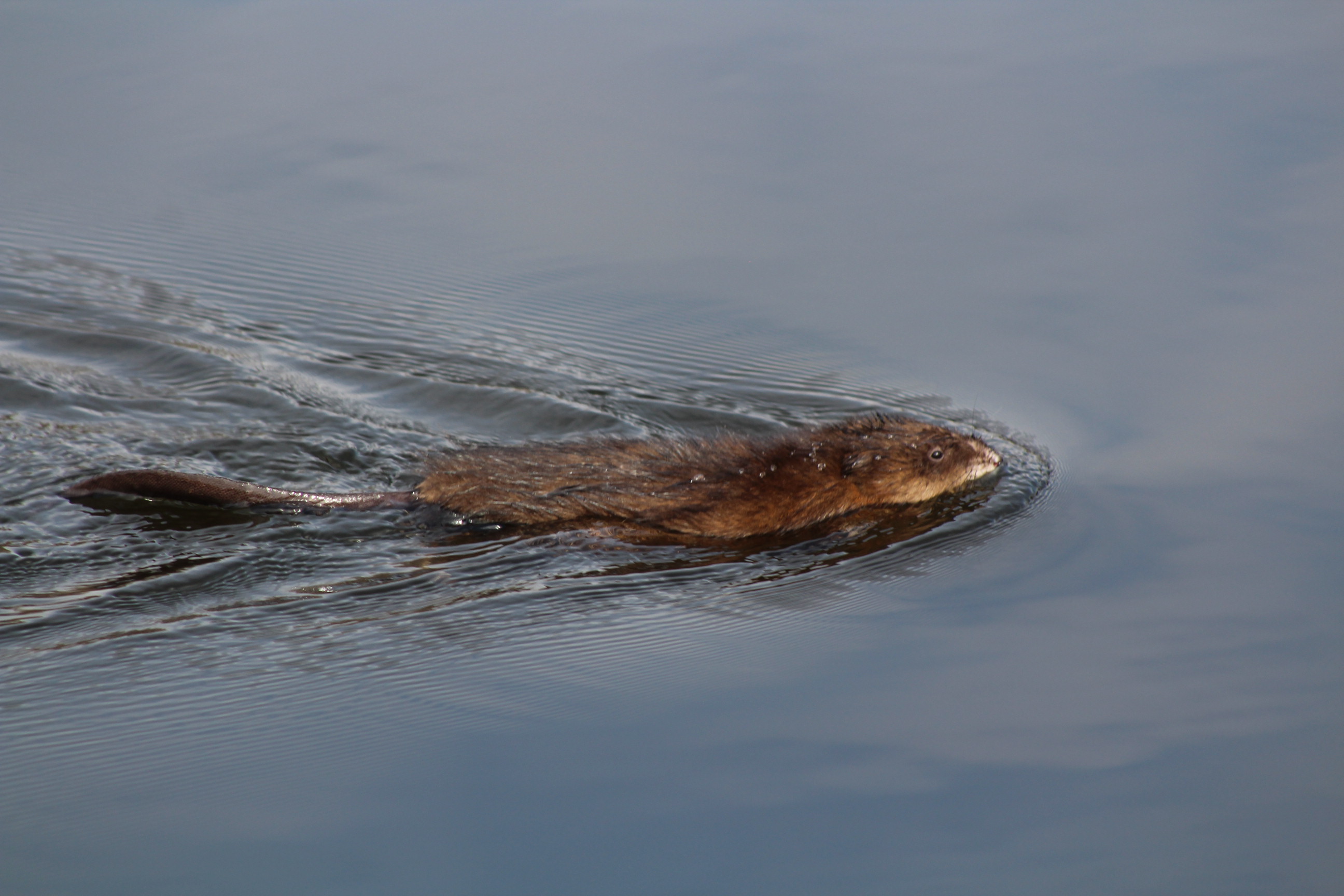 some kind of rodent swimming in water