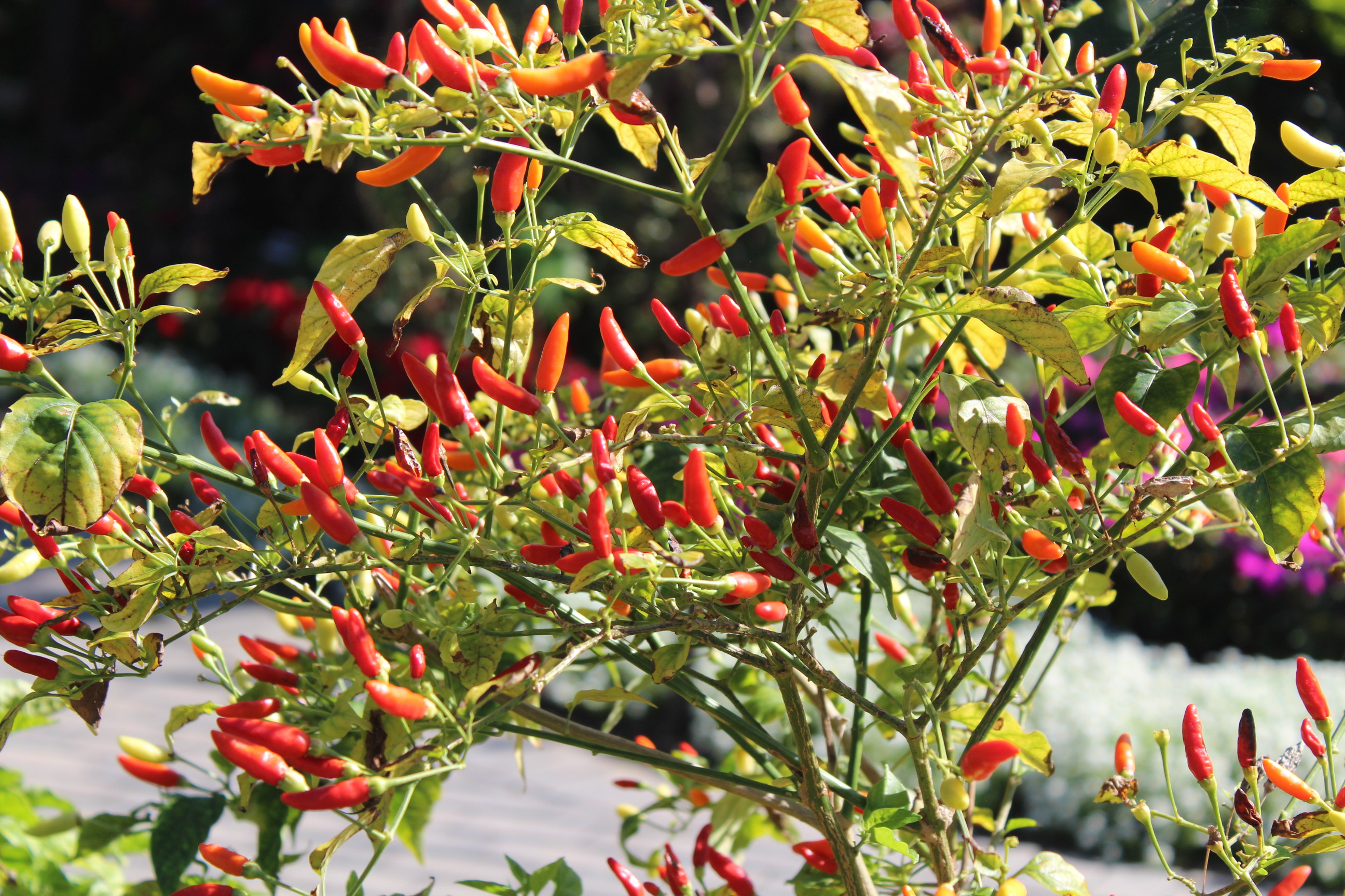 pepper plant with red and orange peppers