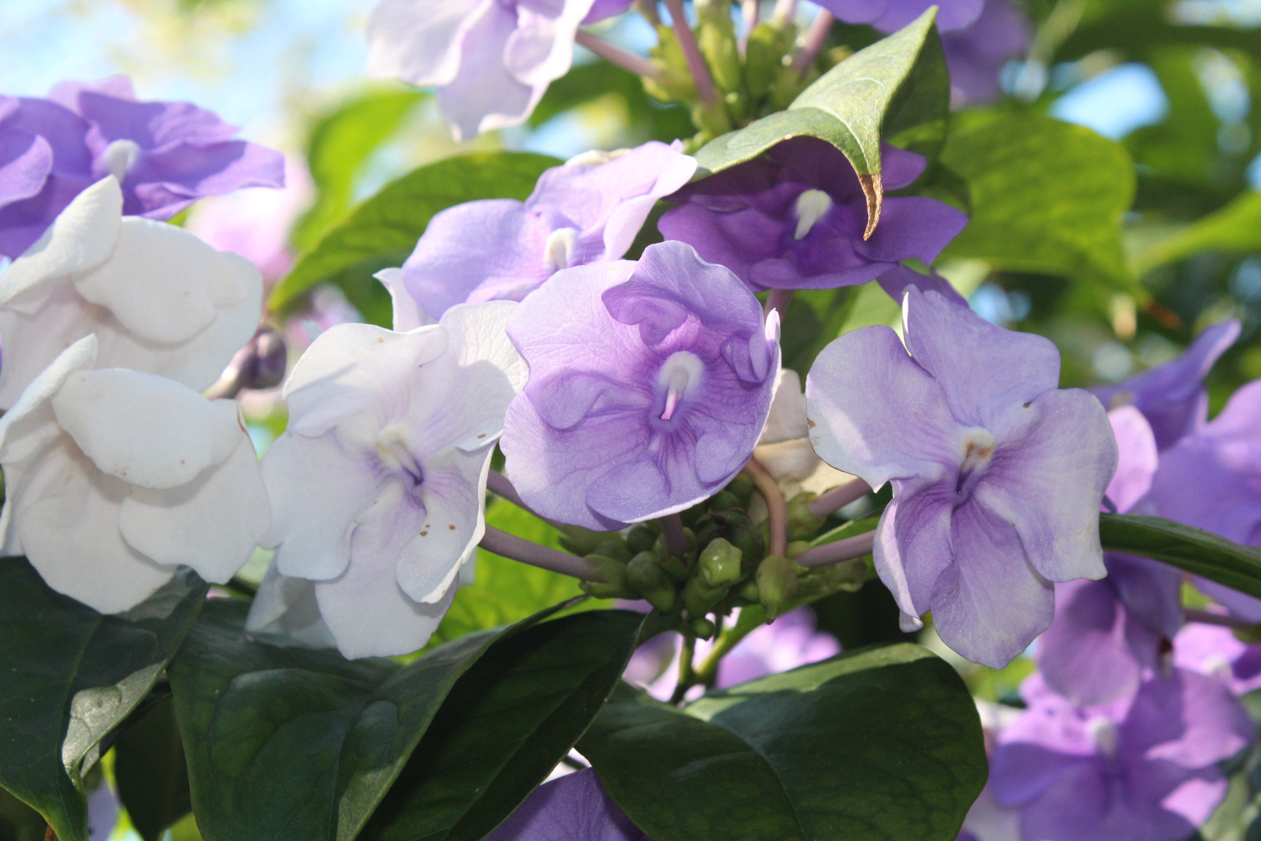 purple and white flowers