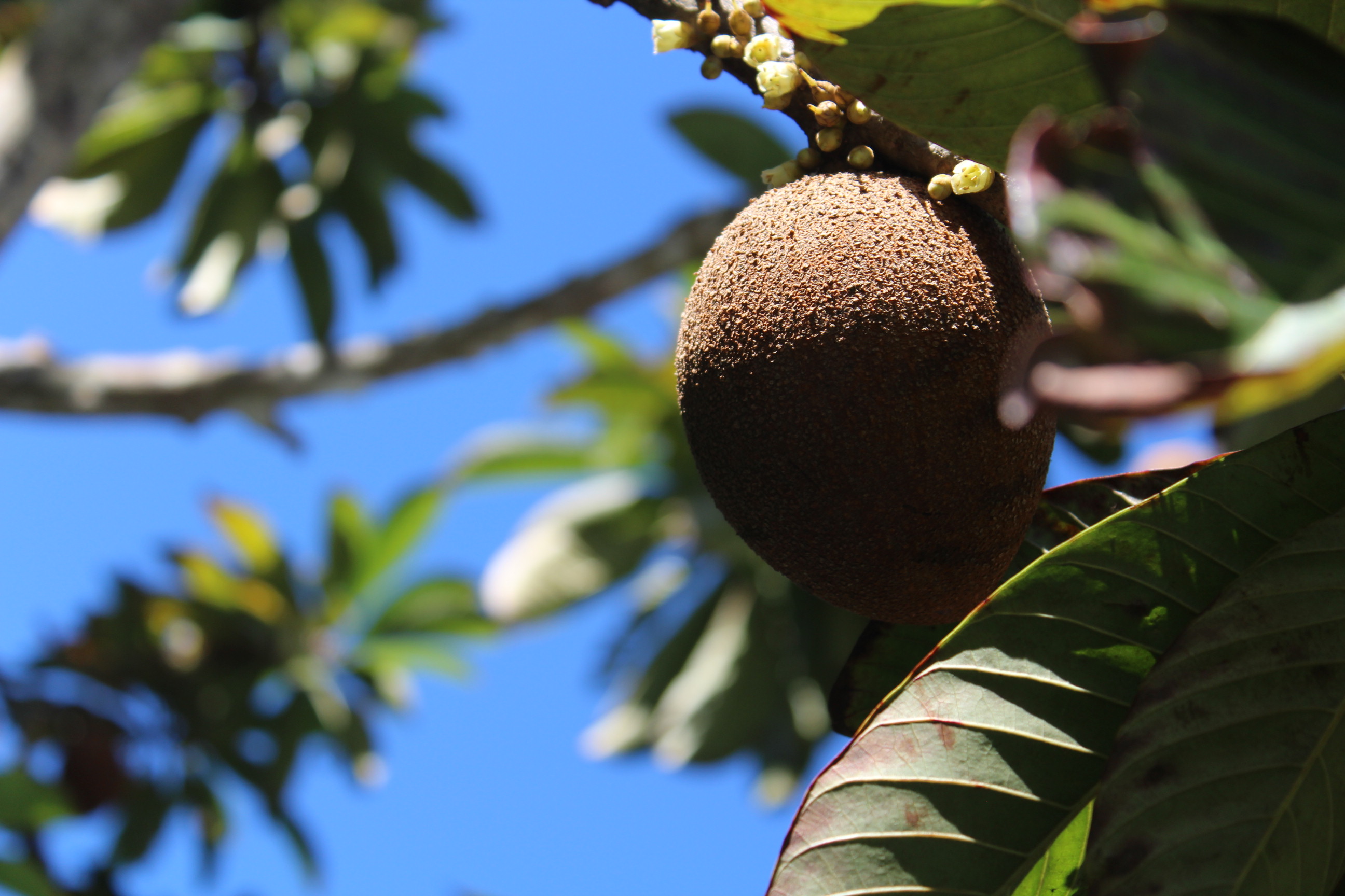 fruit on a tree with blue sky behind it