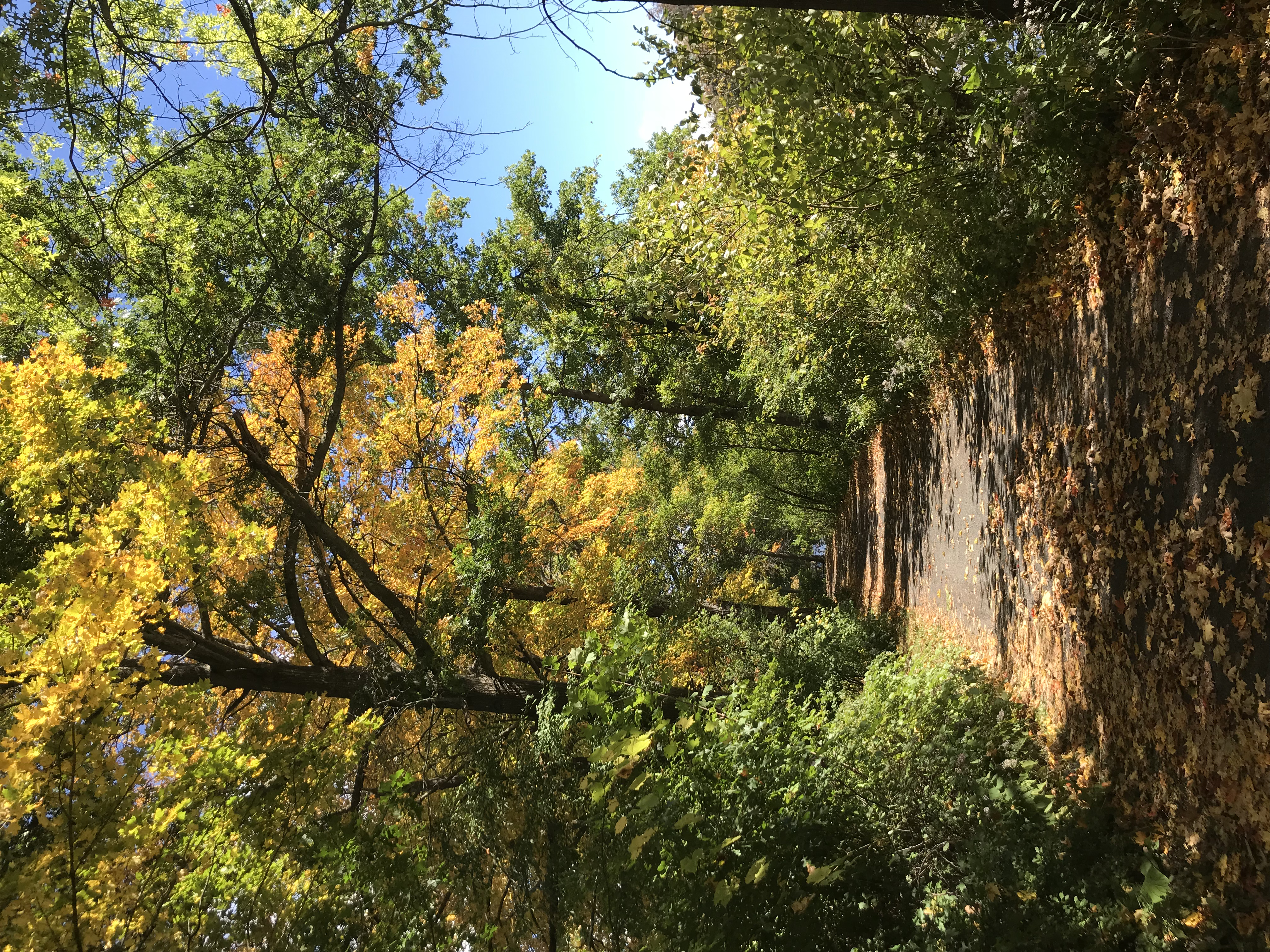 Path through woods in fall at the upper lake on Mount Holyoke College campus