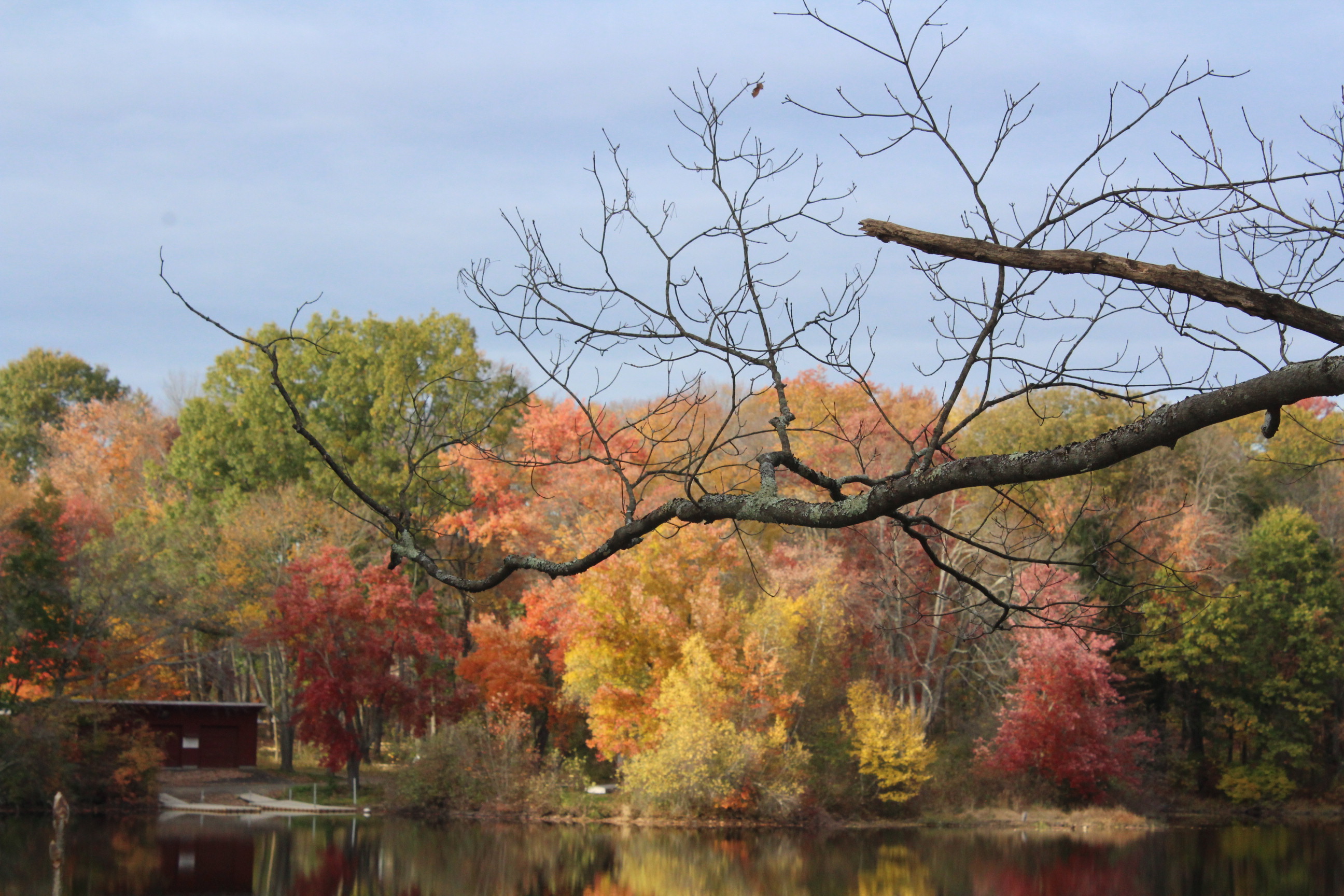 tree branch in front of upper lake on Mount Holyoke College campus in the fall