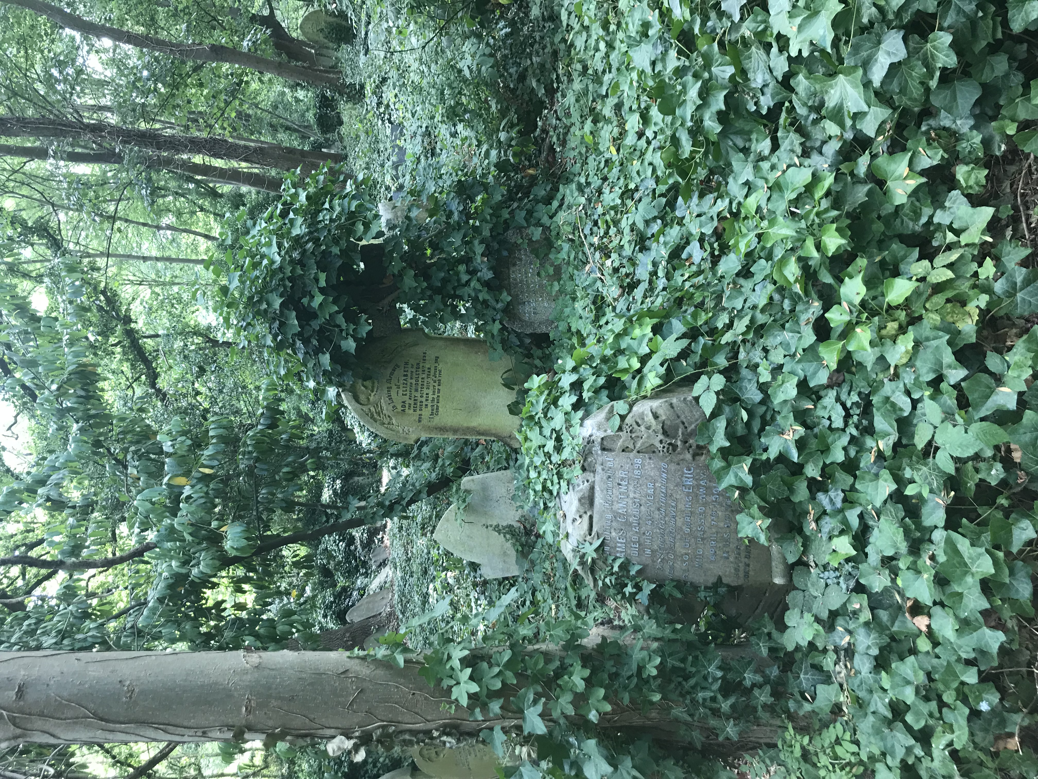 graves in woods in england that are overgrown with some kind of ivy