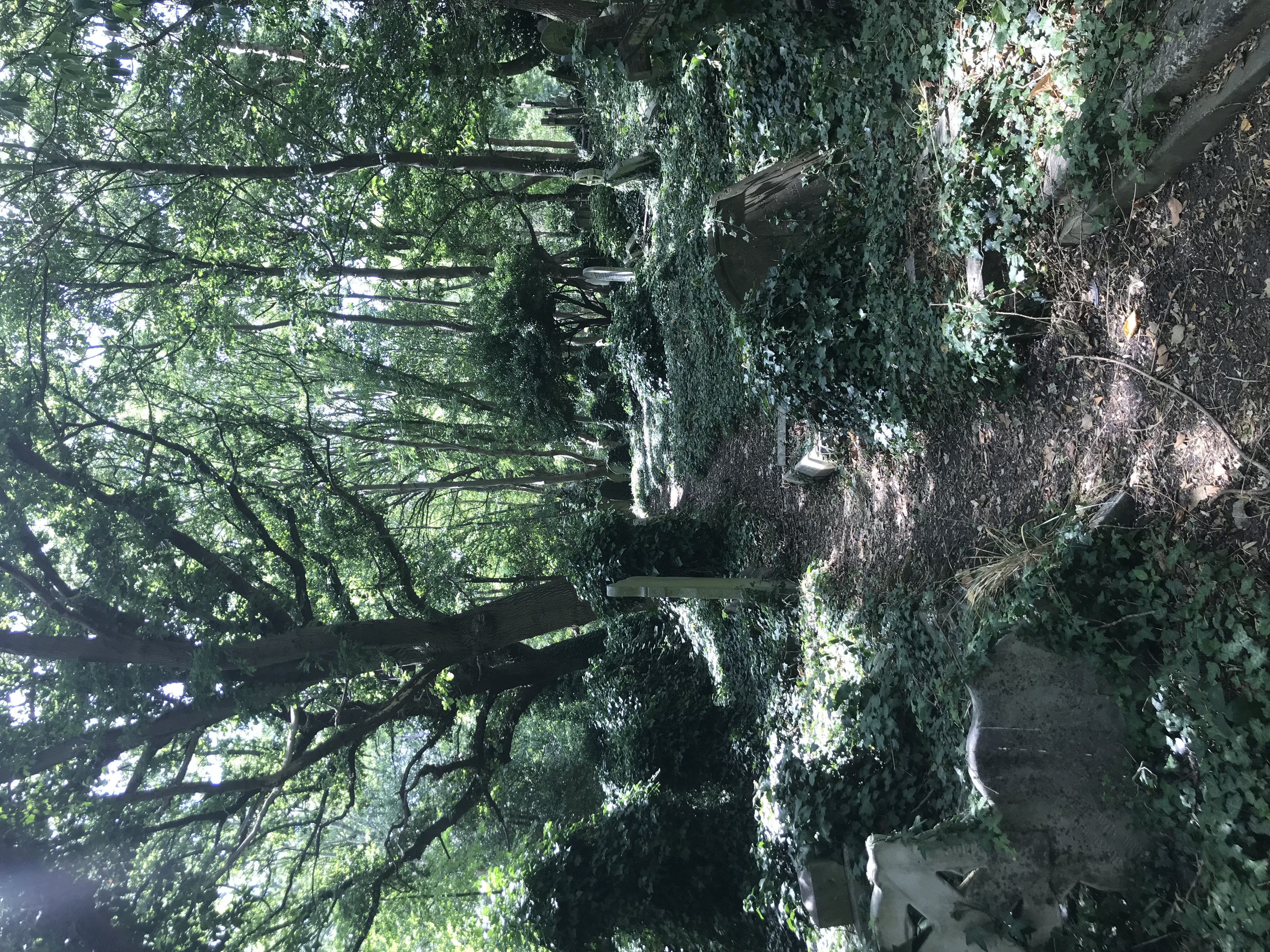 pathway through woodsy overgrown cemetery in England